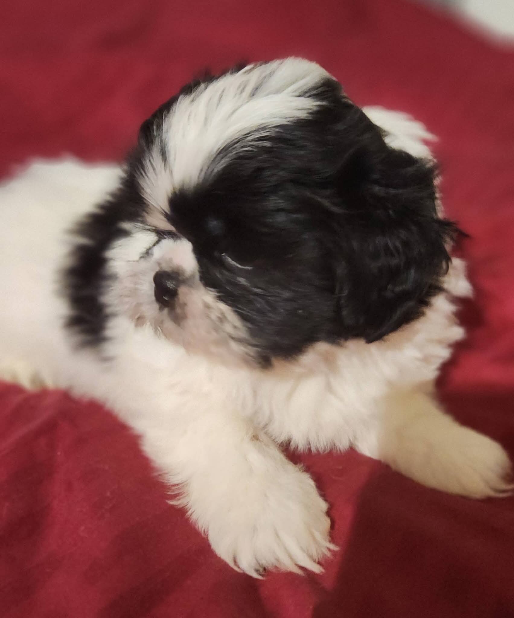 Shih Tzu Puppies image 2