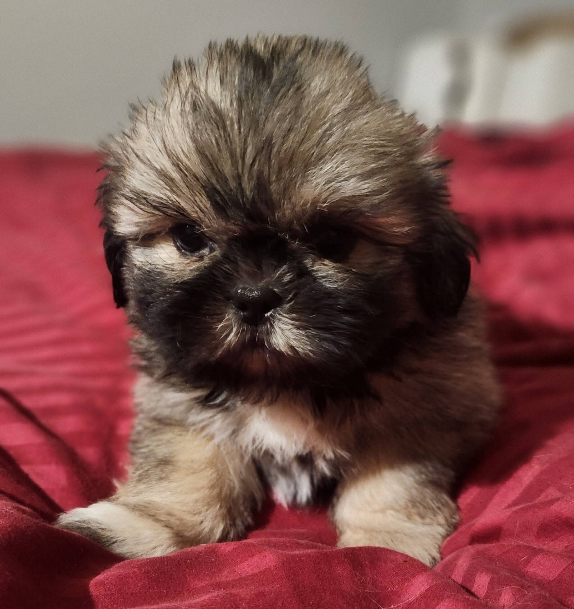 Shih Tzu Puppies image 6