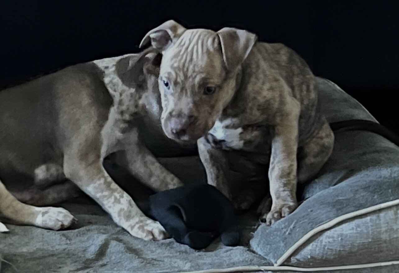 American Bully Puppies image 1