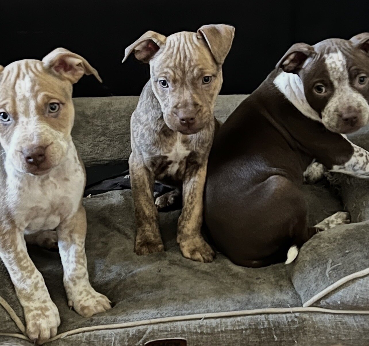 American Bully Puppies image 3