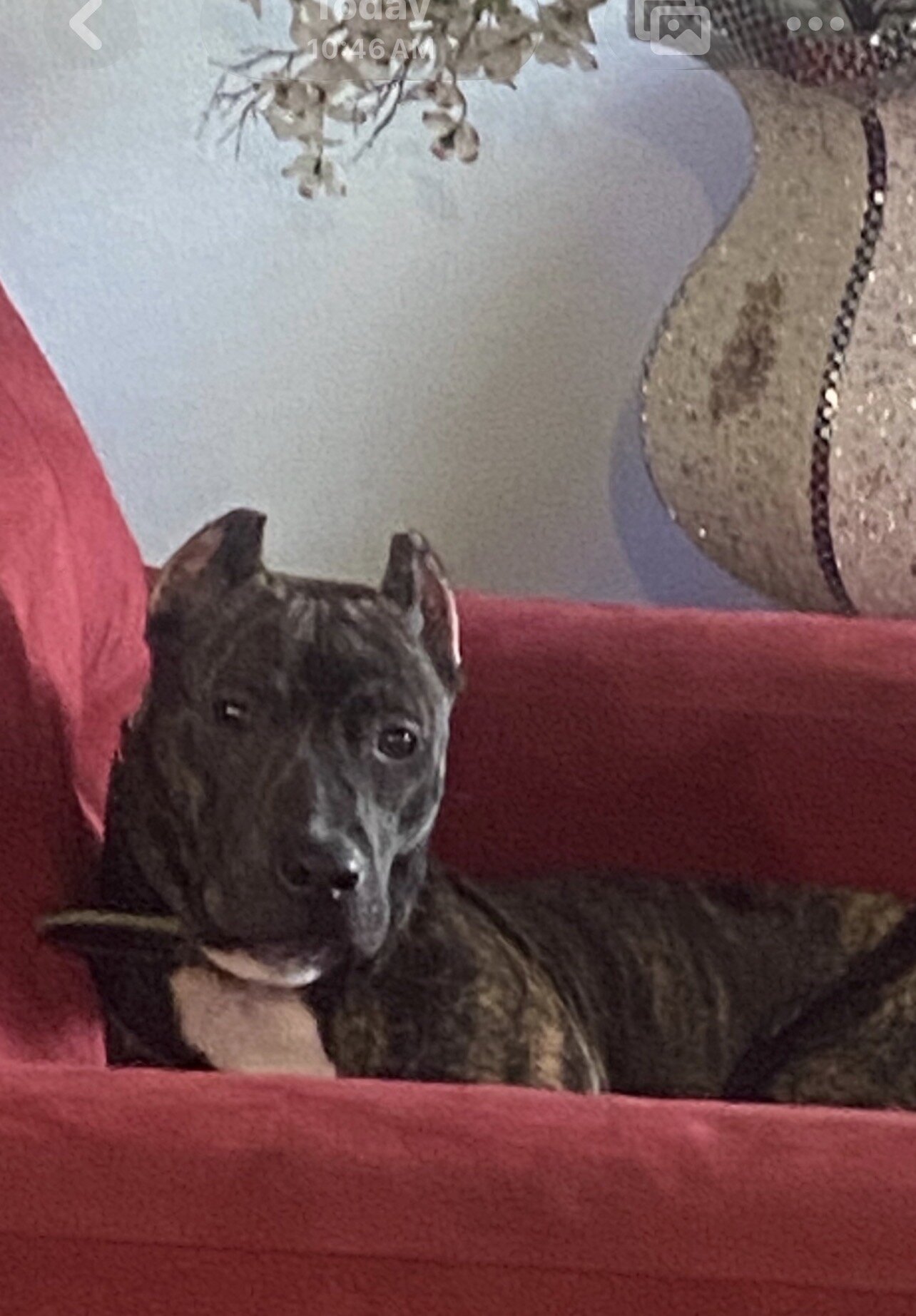 American Bully Puppies image 2