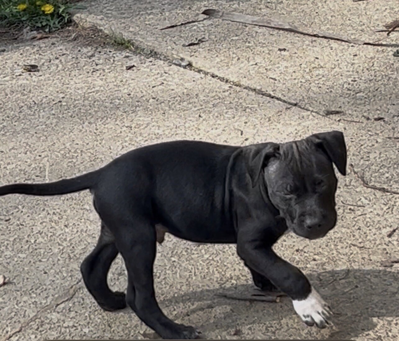 American Bully Puppies image 7