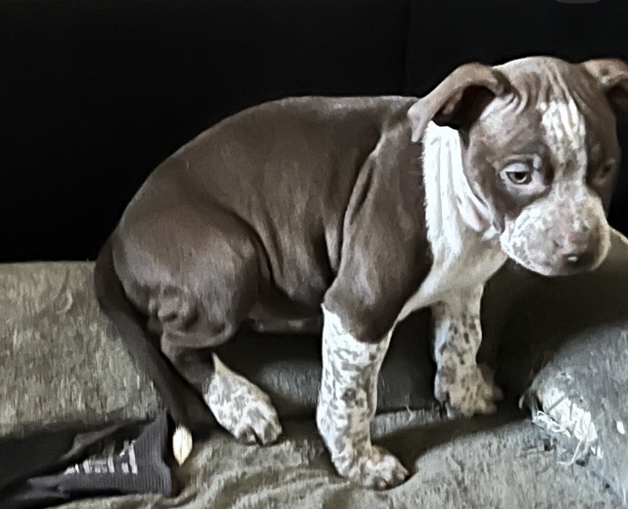 American Bully Puppies image 4