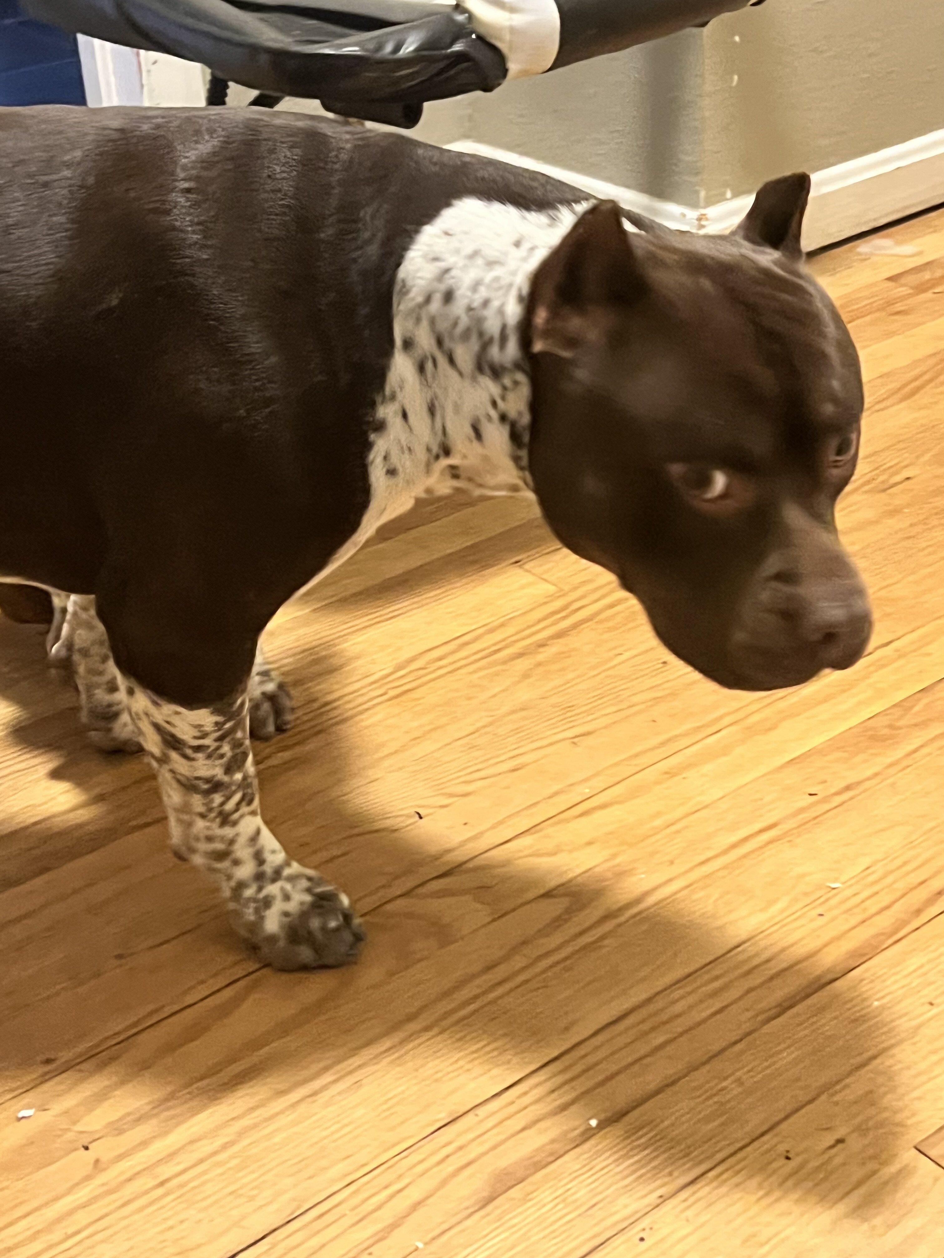 American Bully Puppies image 6