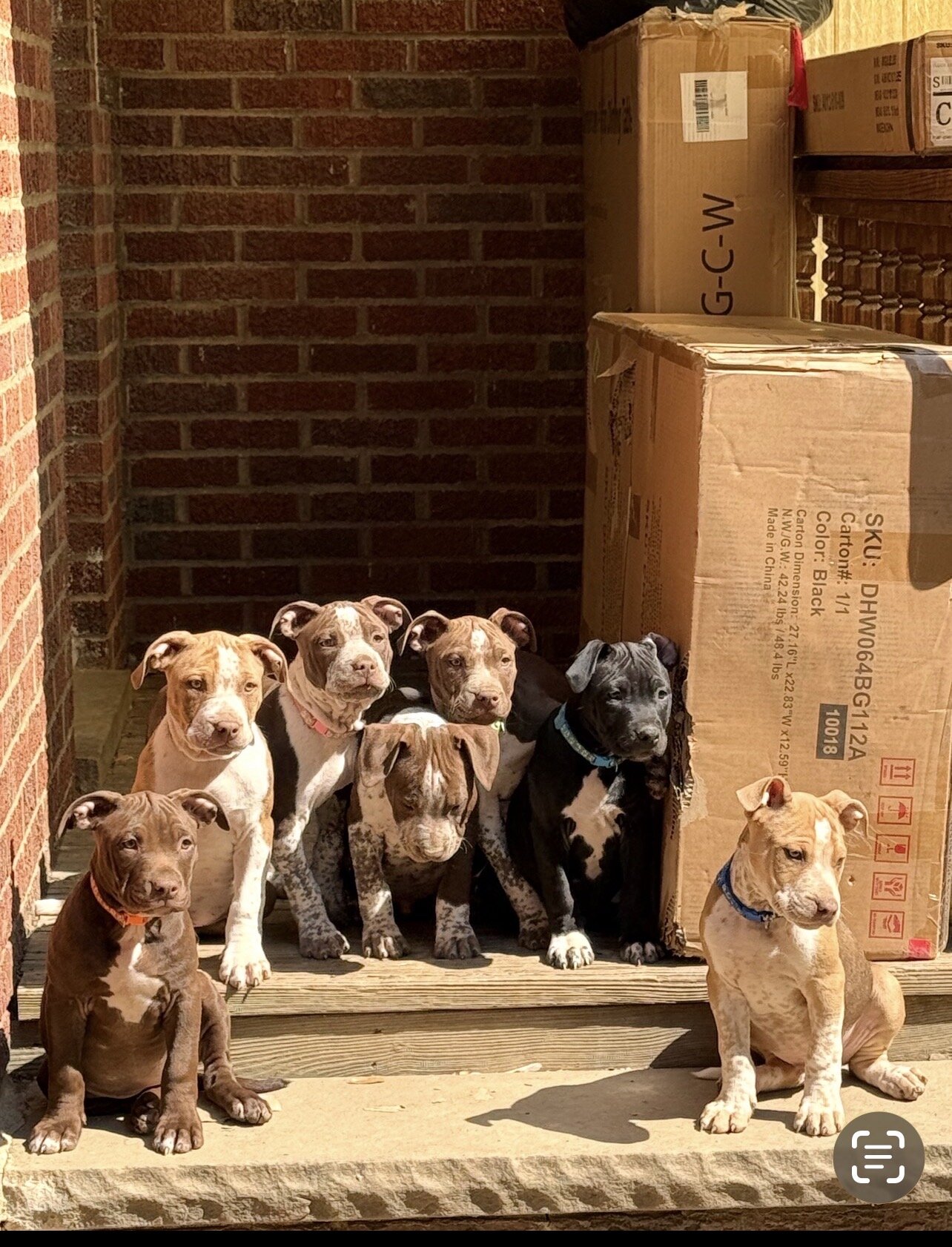 American Bully Puppies image 5