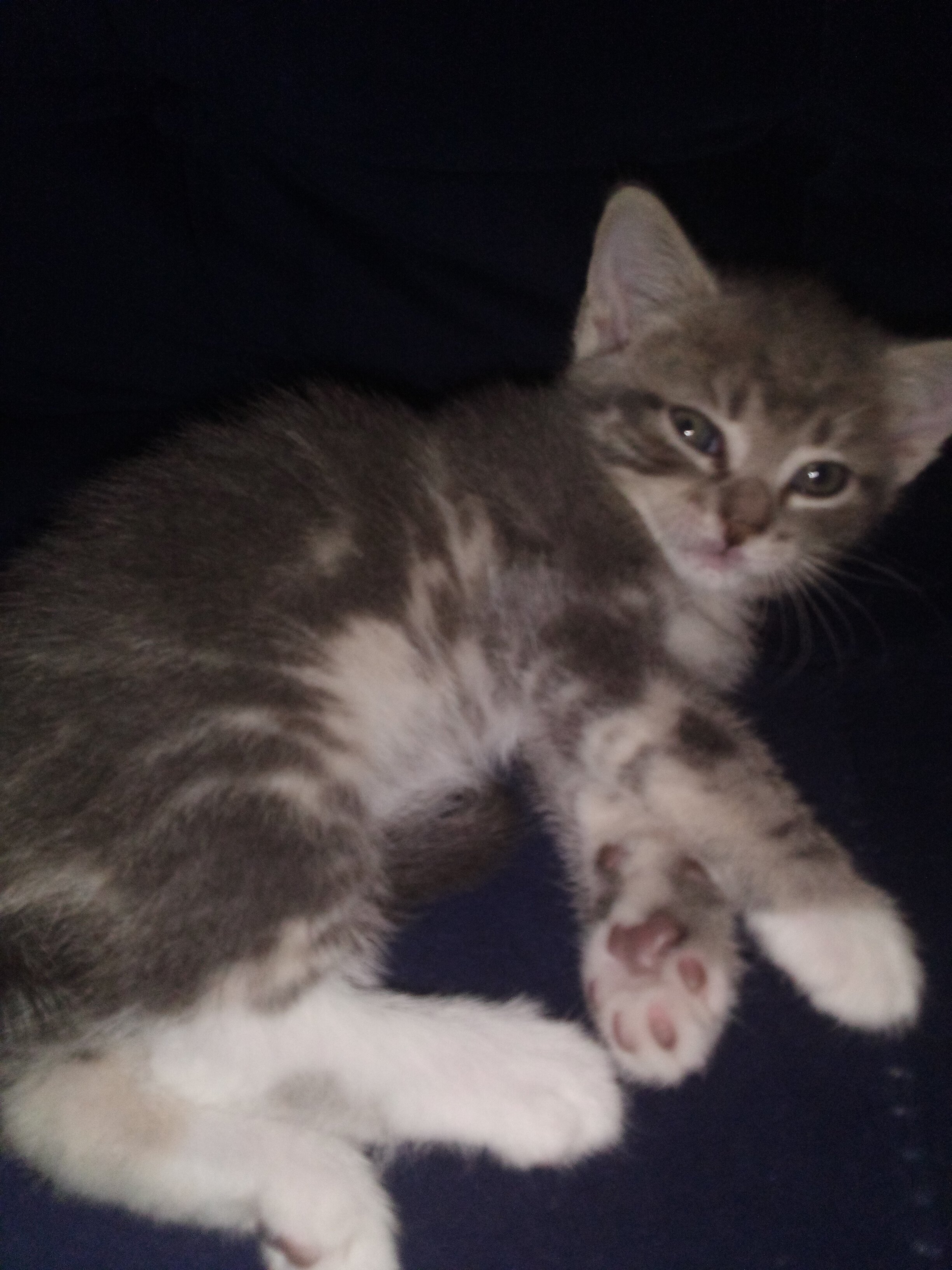 kittens image 7