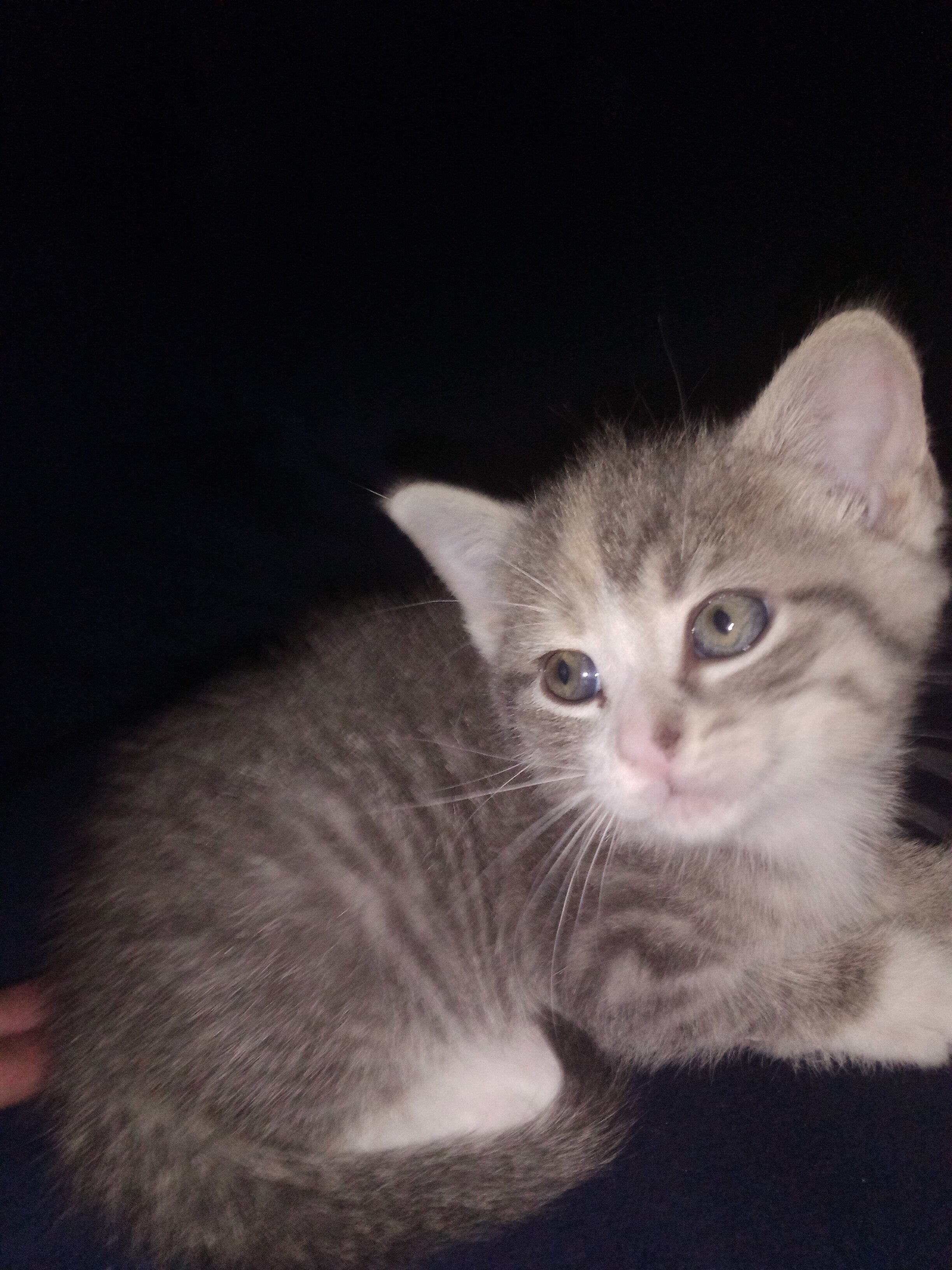 kittens image 6