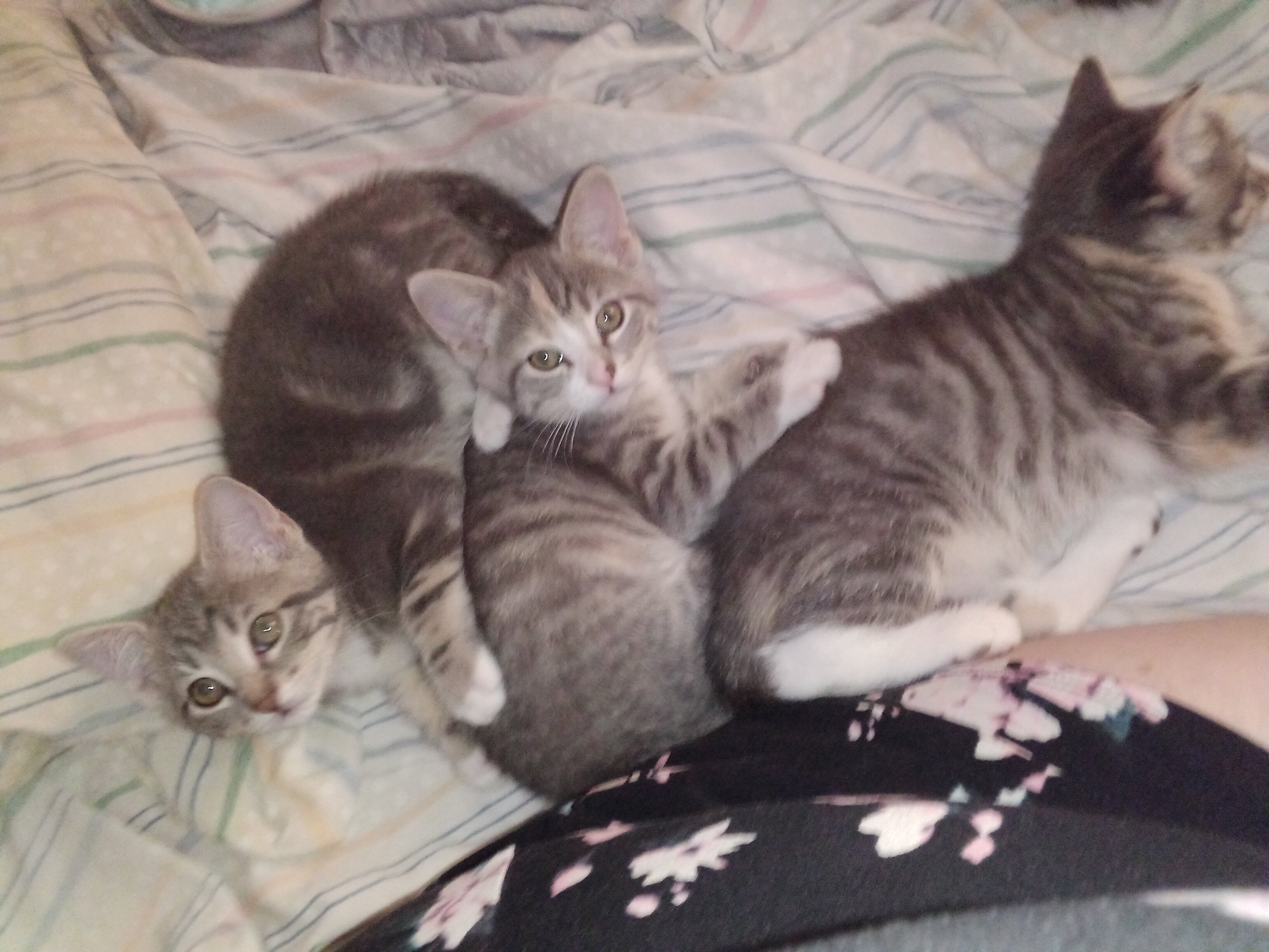 kittens image 5