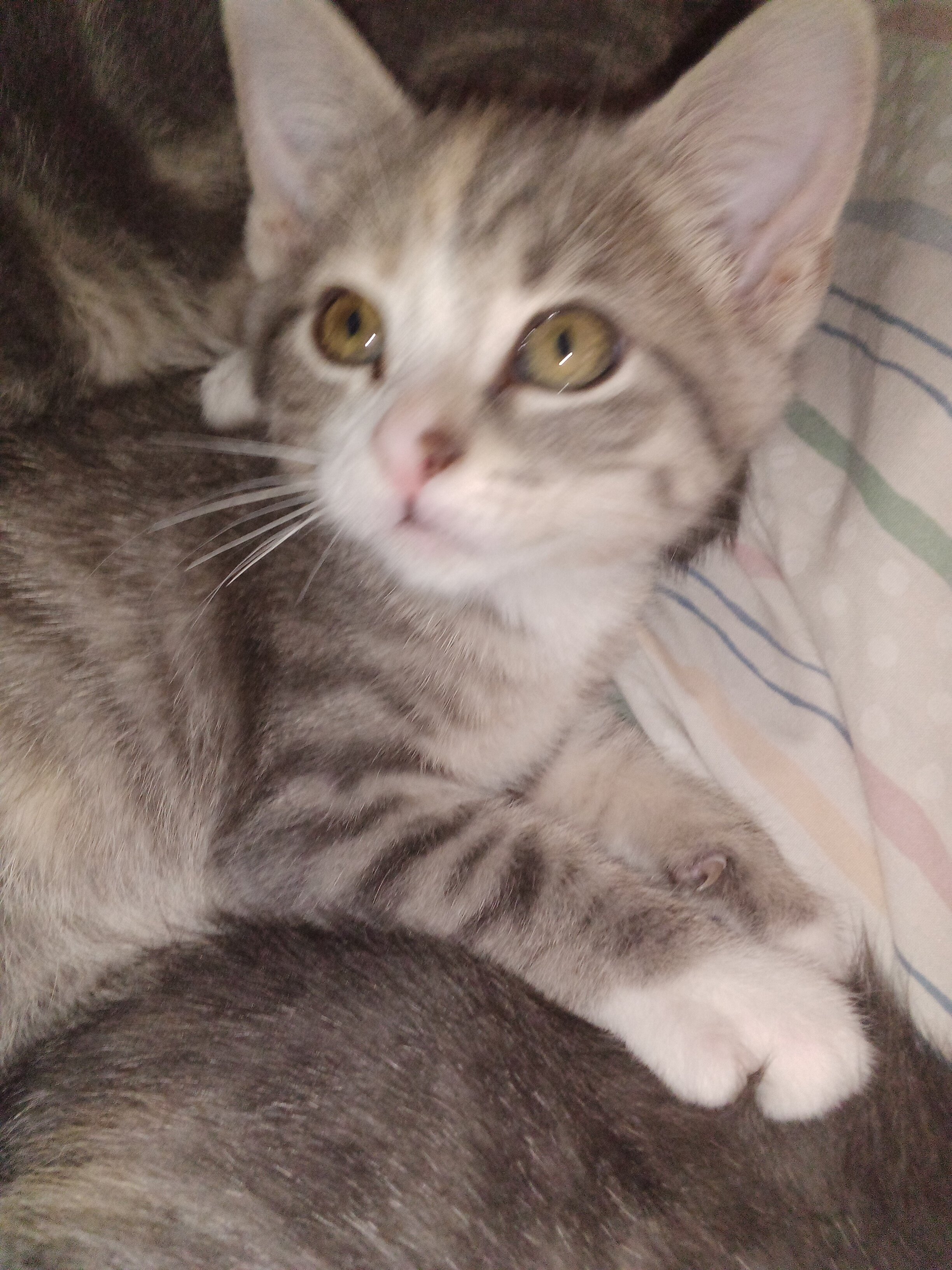 kittens image 2