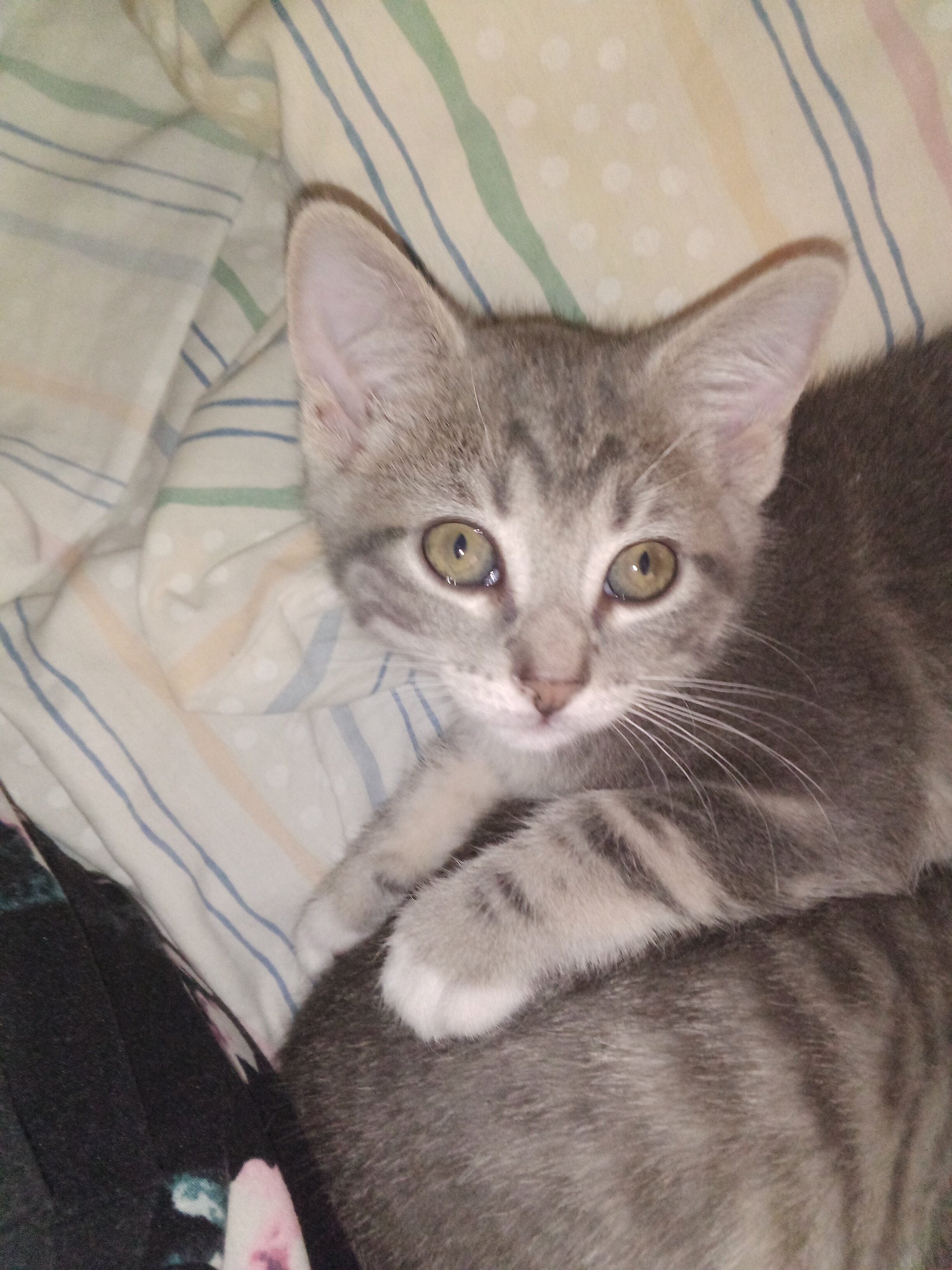 kittens image 3