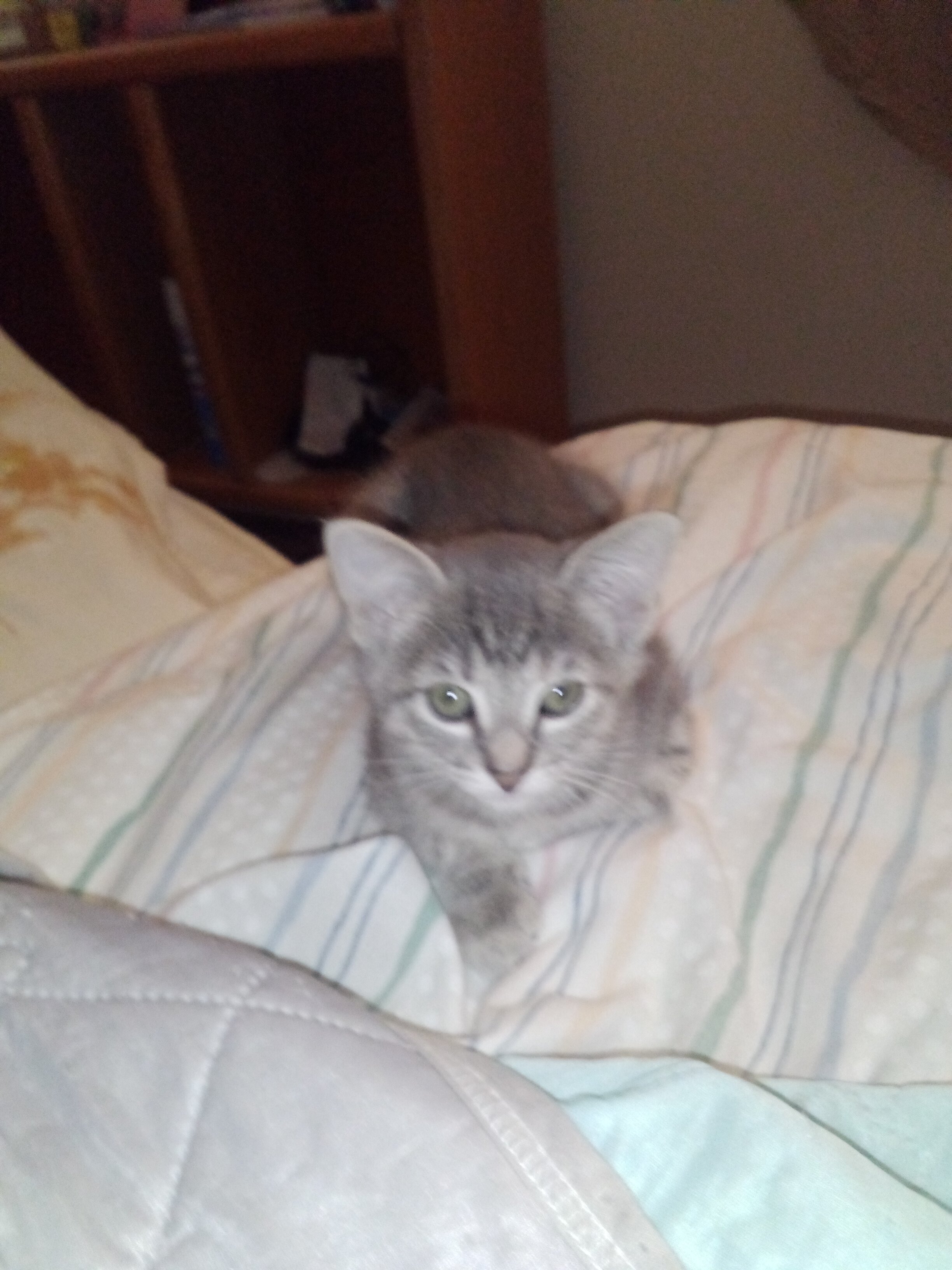 kittens image 4