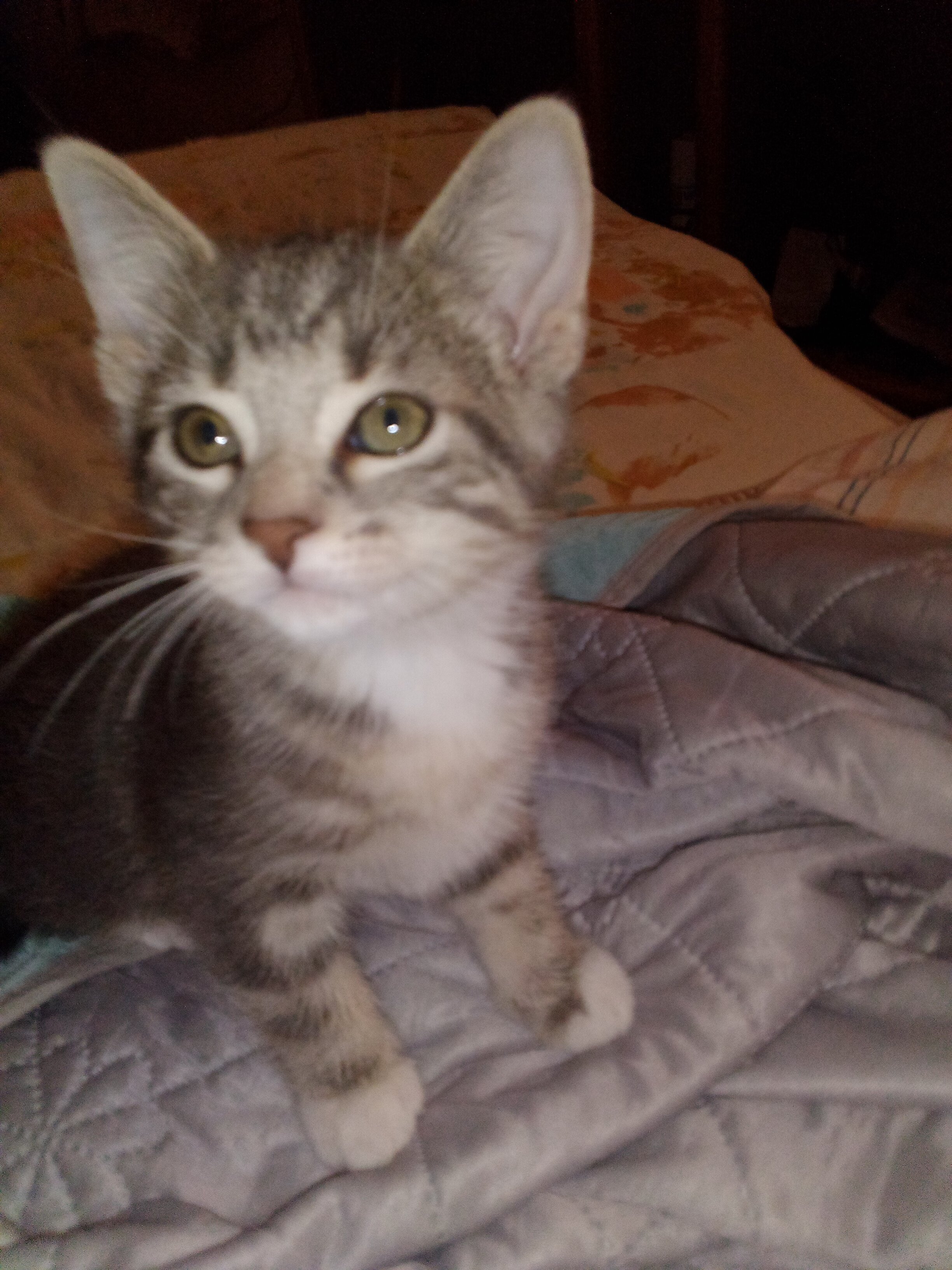 kittens image 1