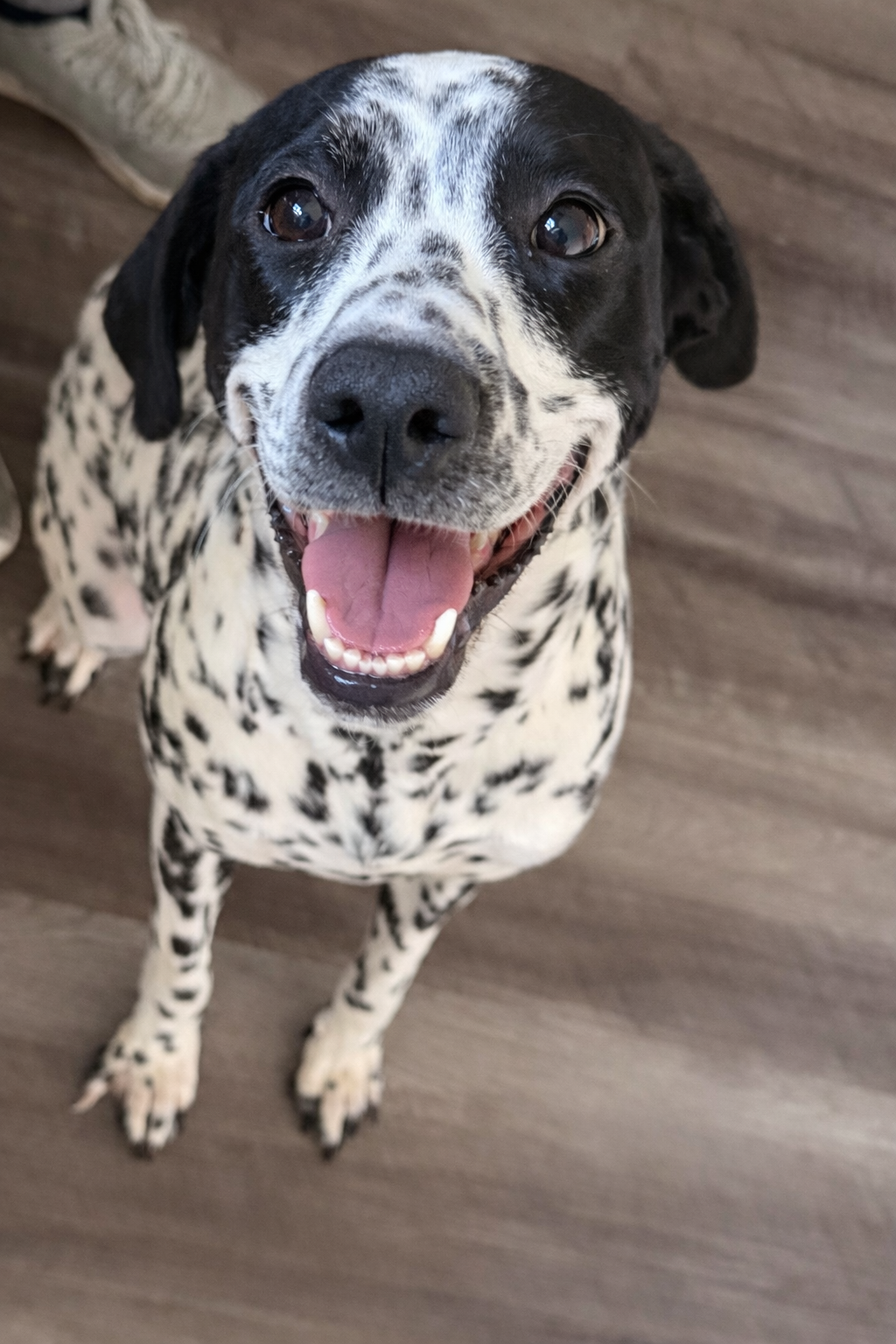Dalmatian / GSP image 1