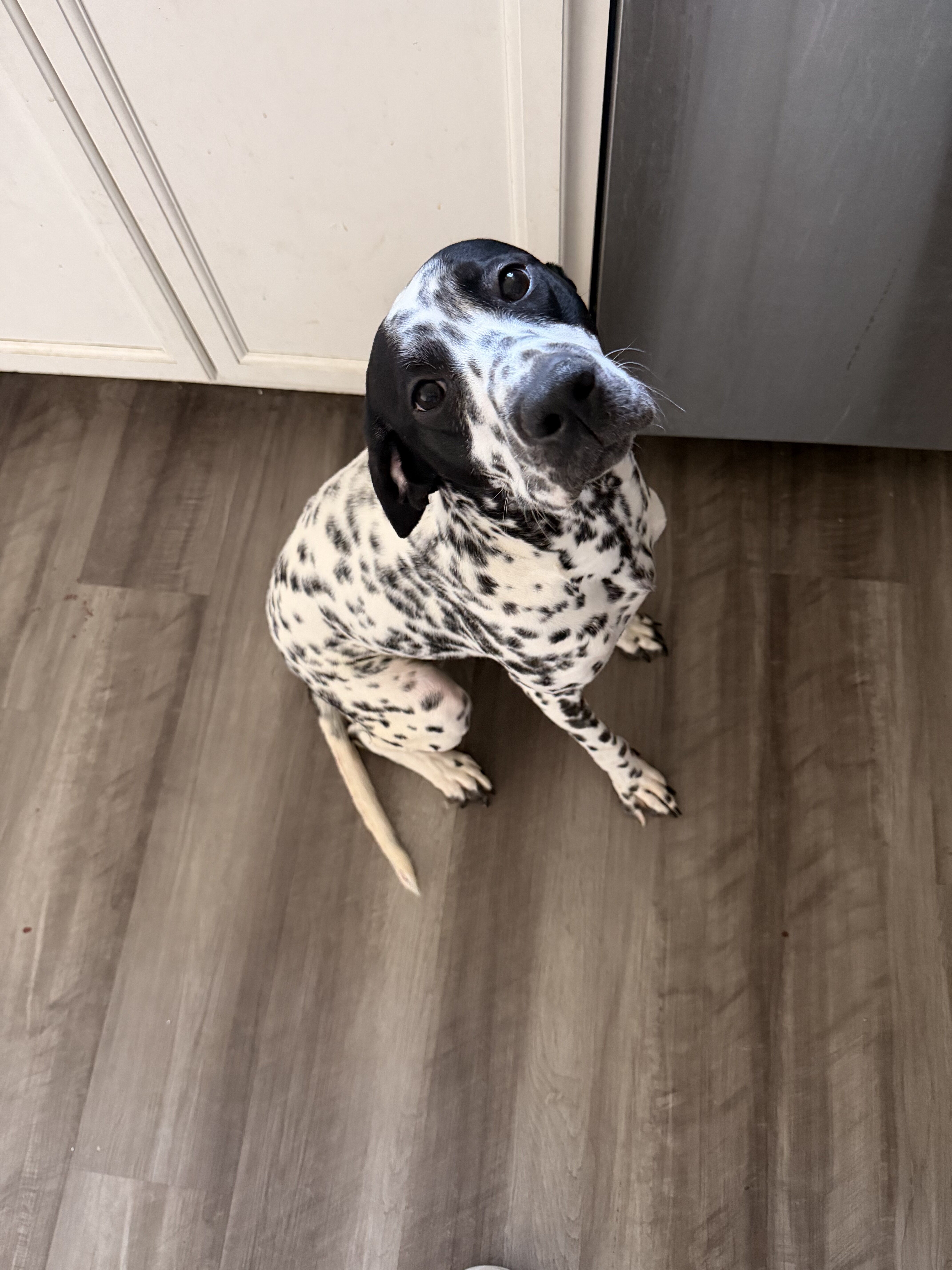 Dalmatian / GSP image 2