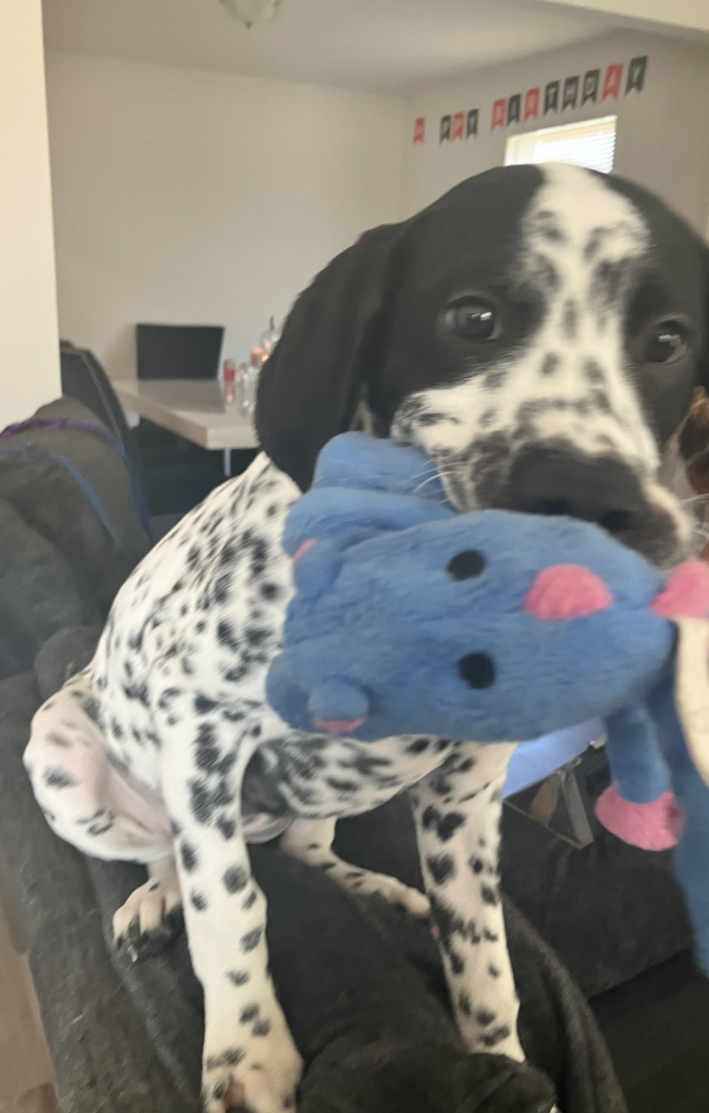 Dalmatian / GSP image 3