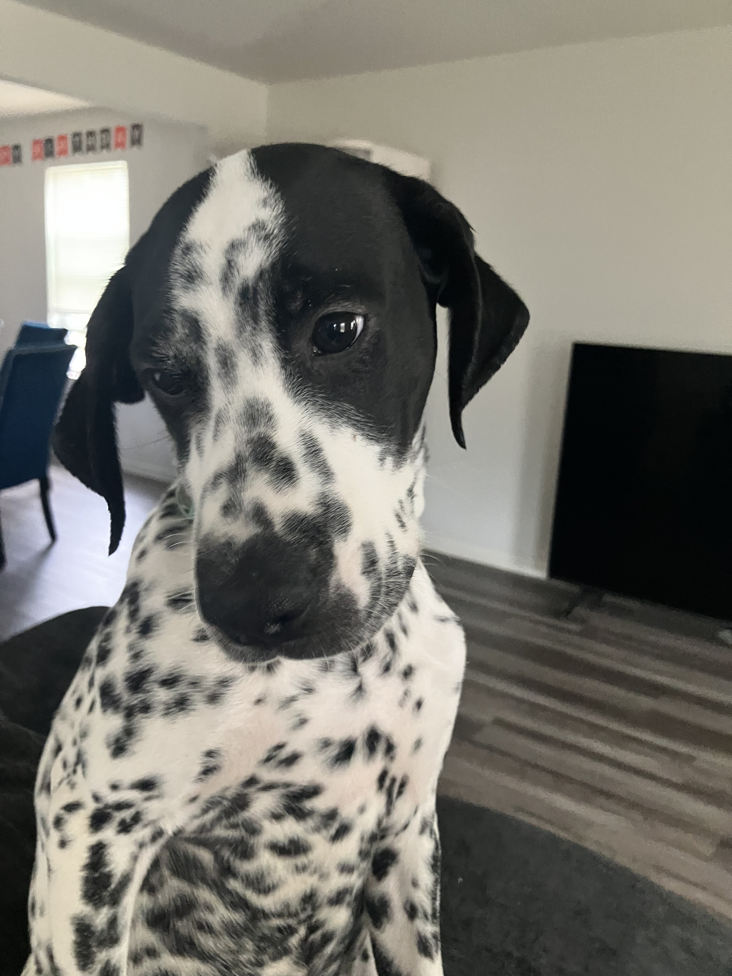Dalmatian / GSP image 4