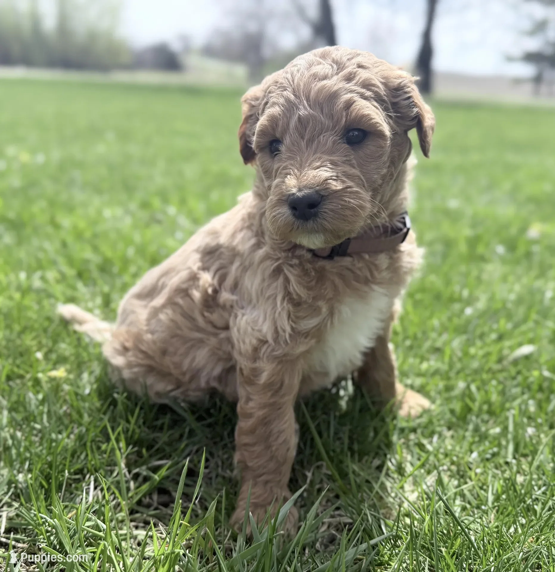 Brown Boy Goldendoodle image 1
