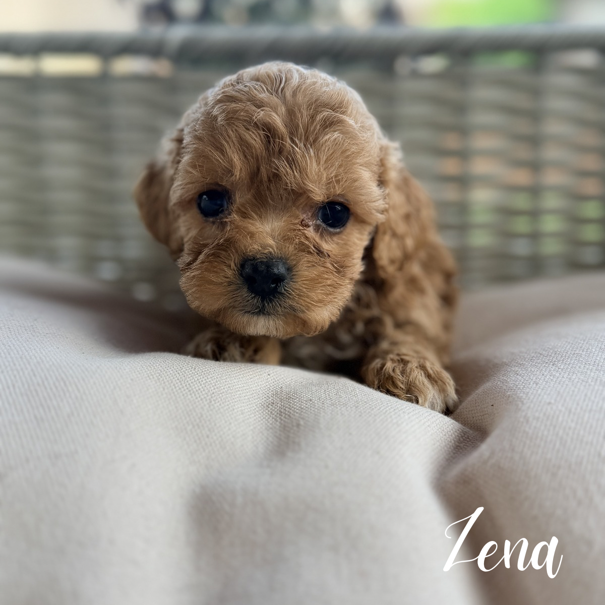 Cavapoo puppies image 1