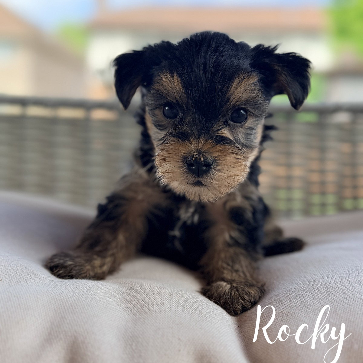 Yorkie puppies males image 1