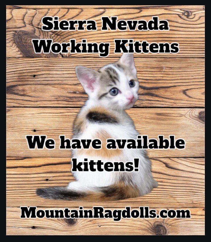 Working Kittens in California image 1