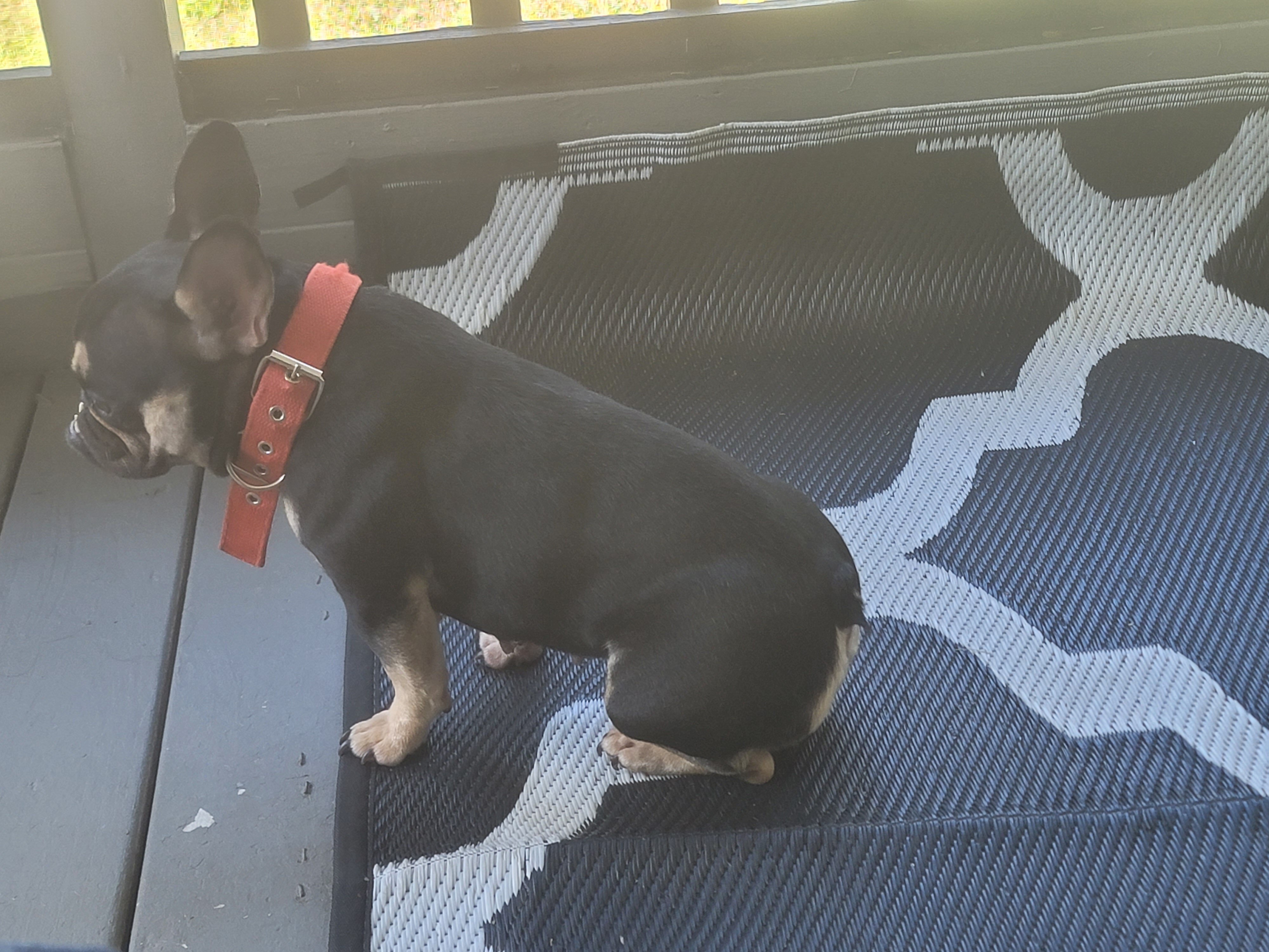 French Bulldog Female image 2