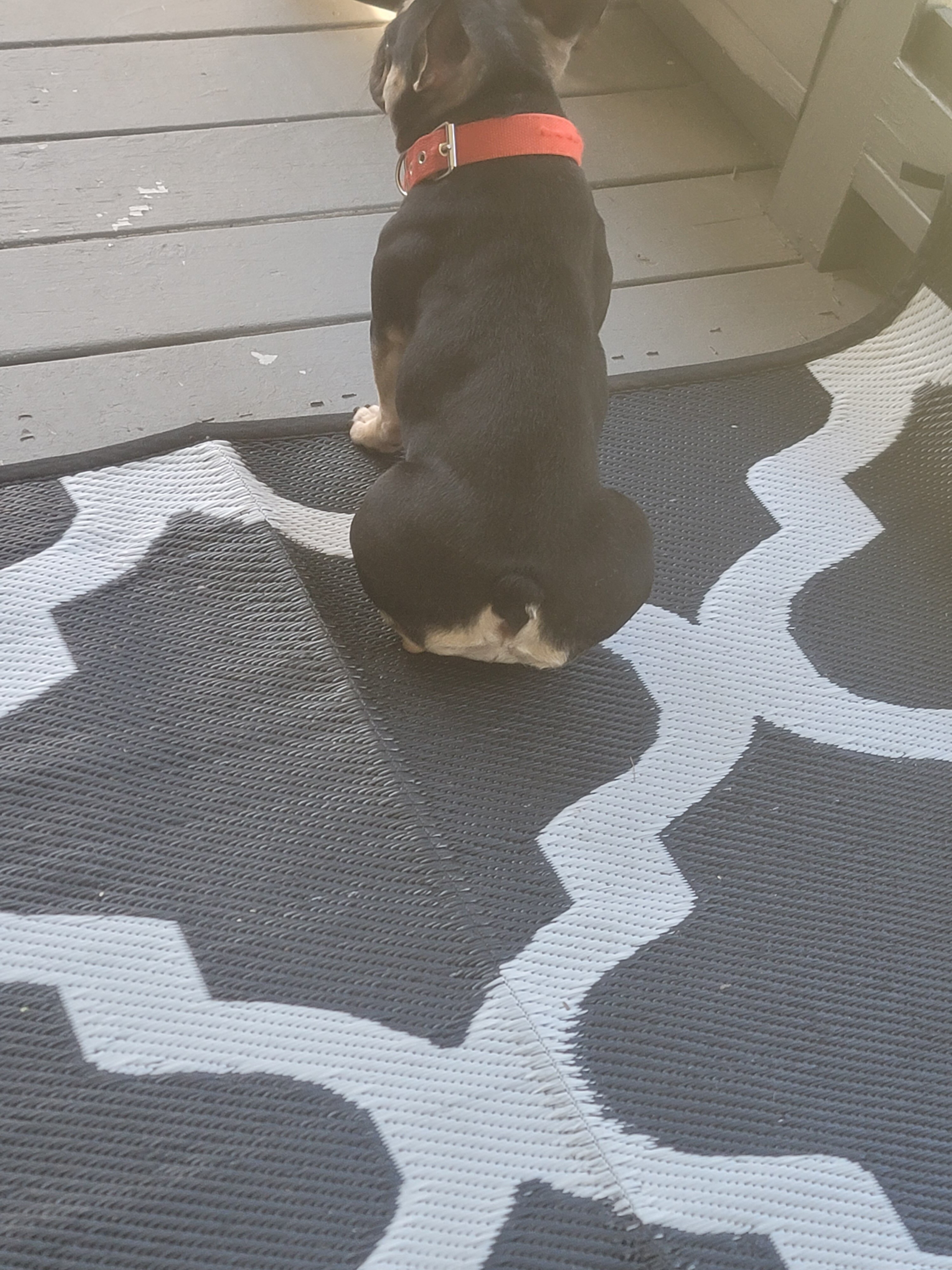 French Bulldog Female image 8
