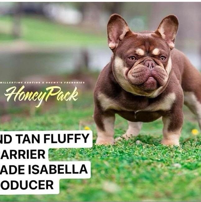 French Bulldog Female image 10