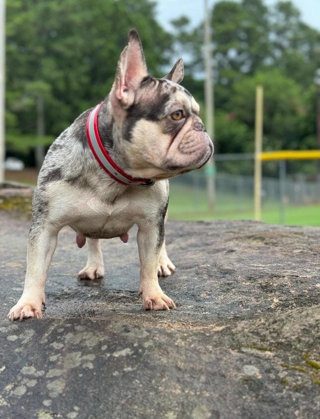 French Bulldog Female image 9