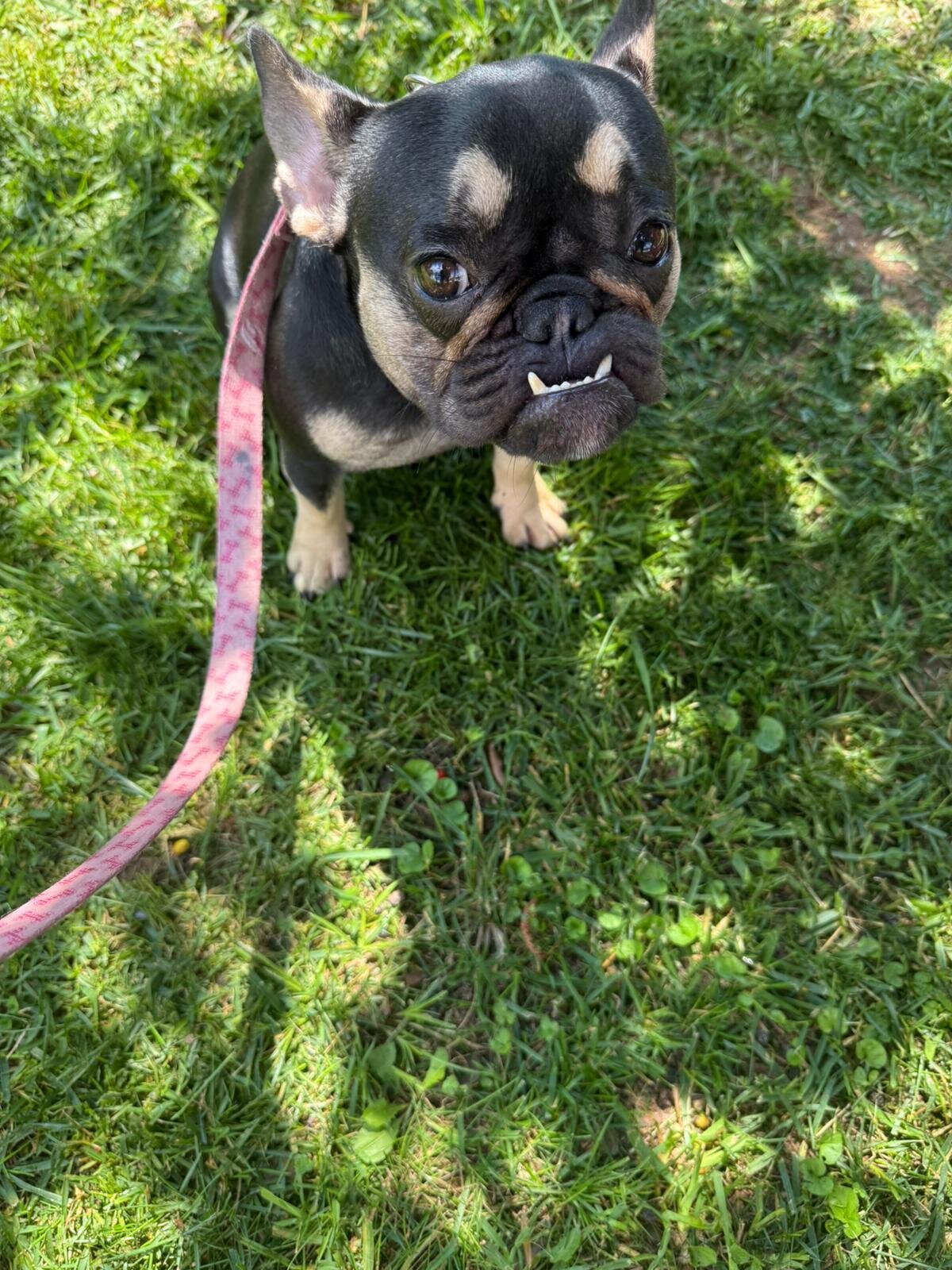 French Bulldog Female image 3