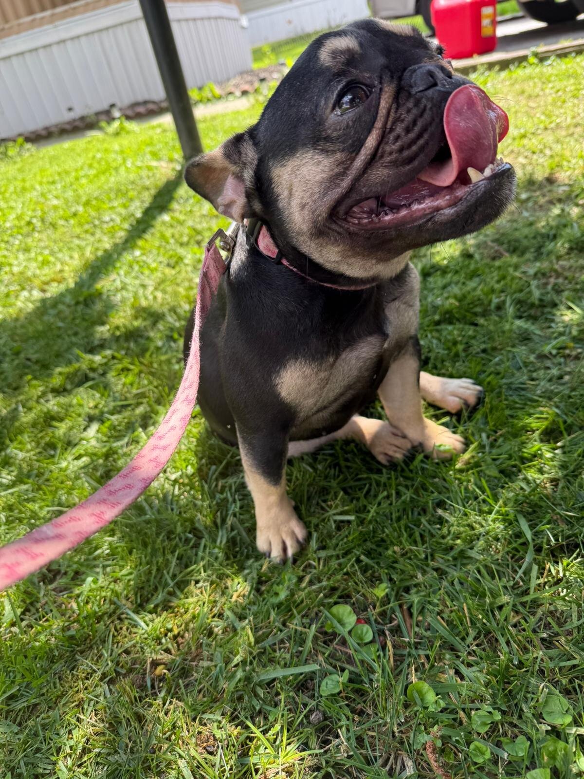 French Bulldog Female image 6