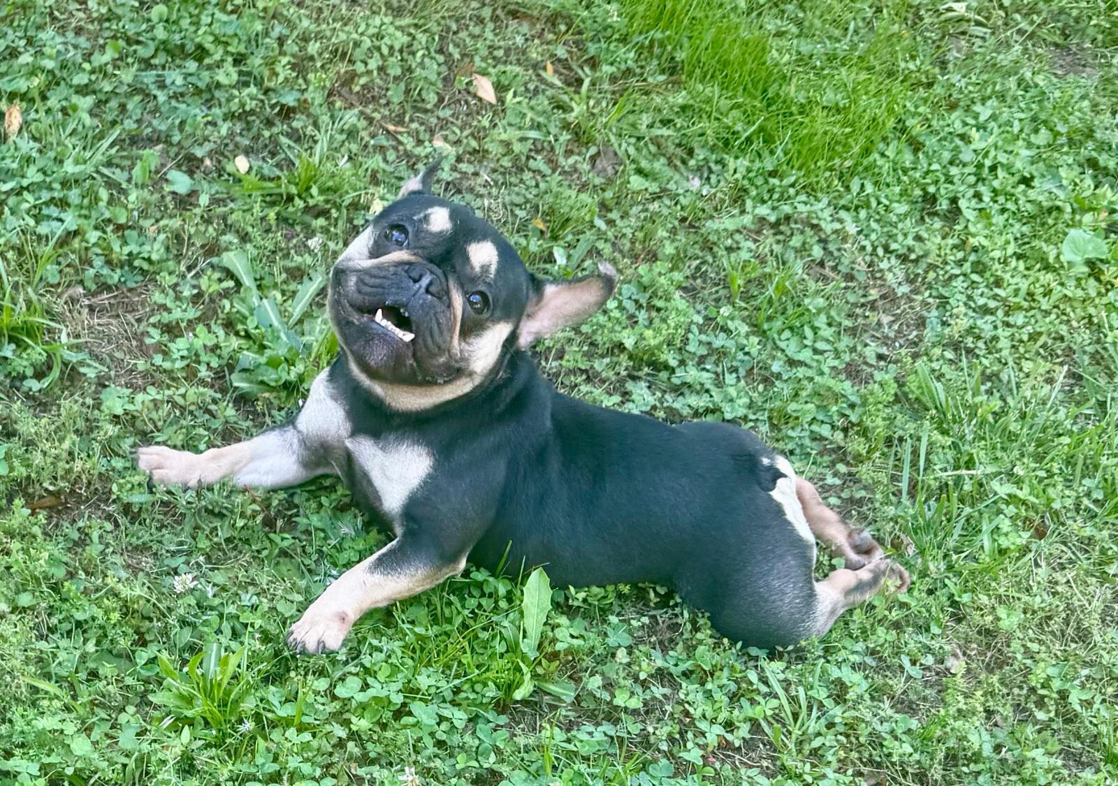 French Bulldog Female image 5