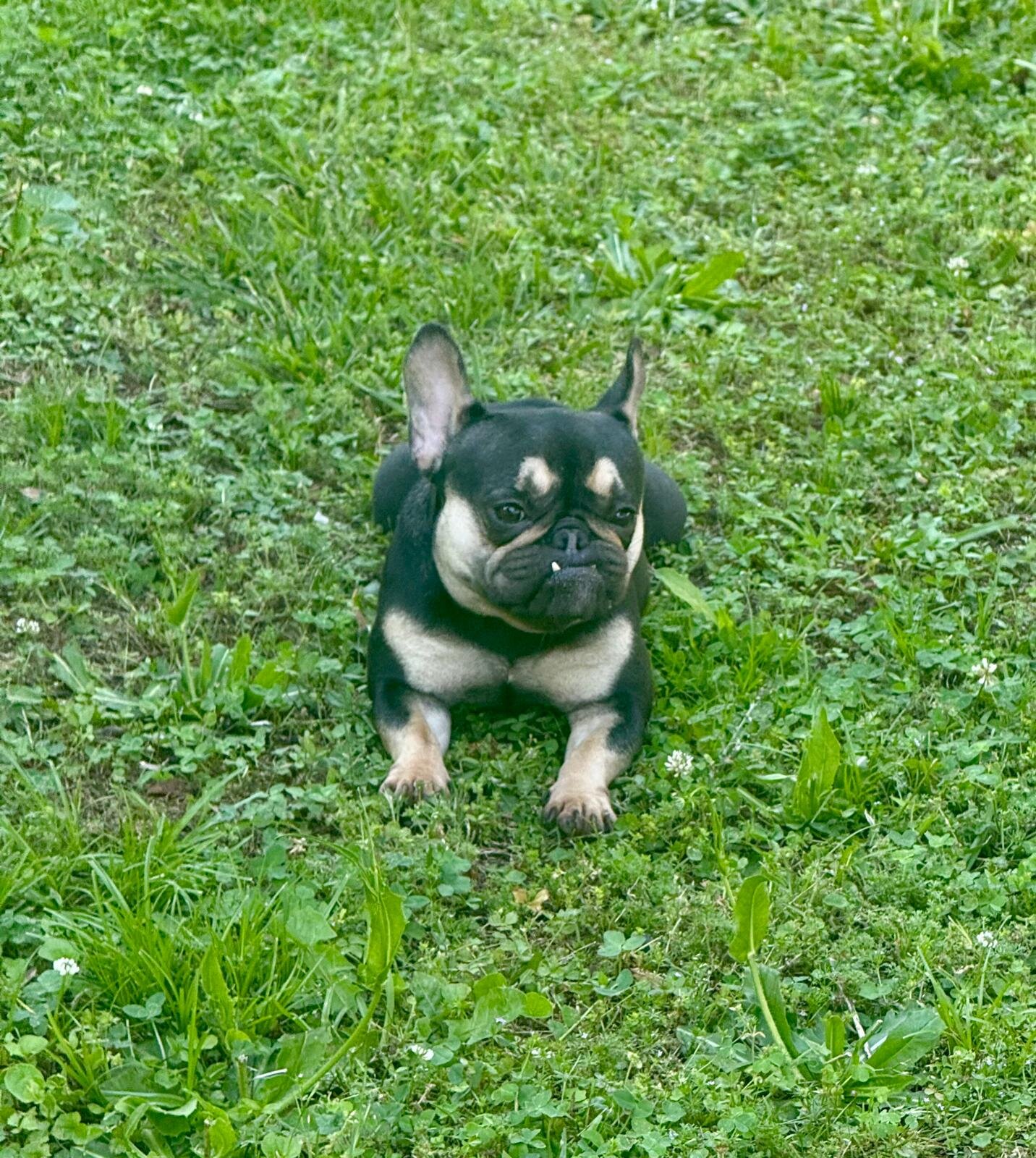 French Bulldog Female image 1