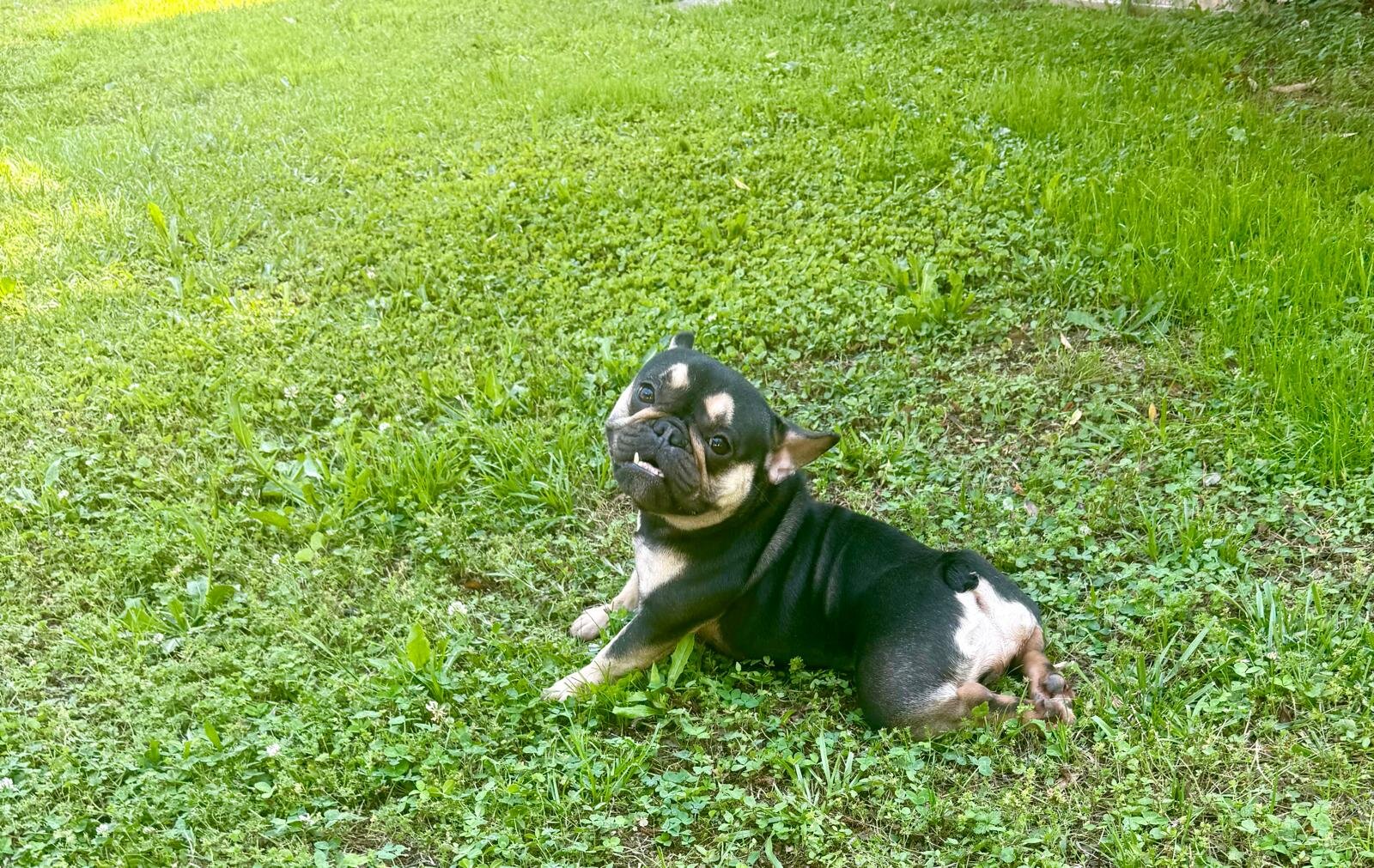 French Bulldog Female image 4