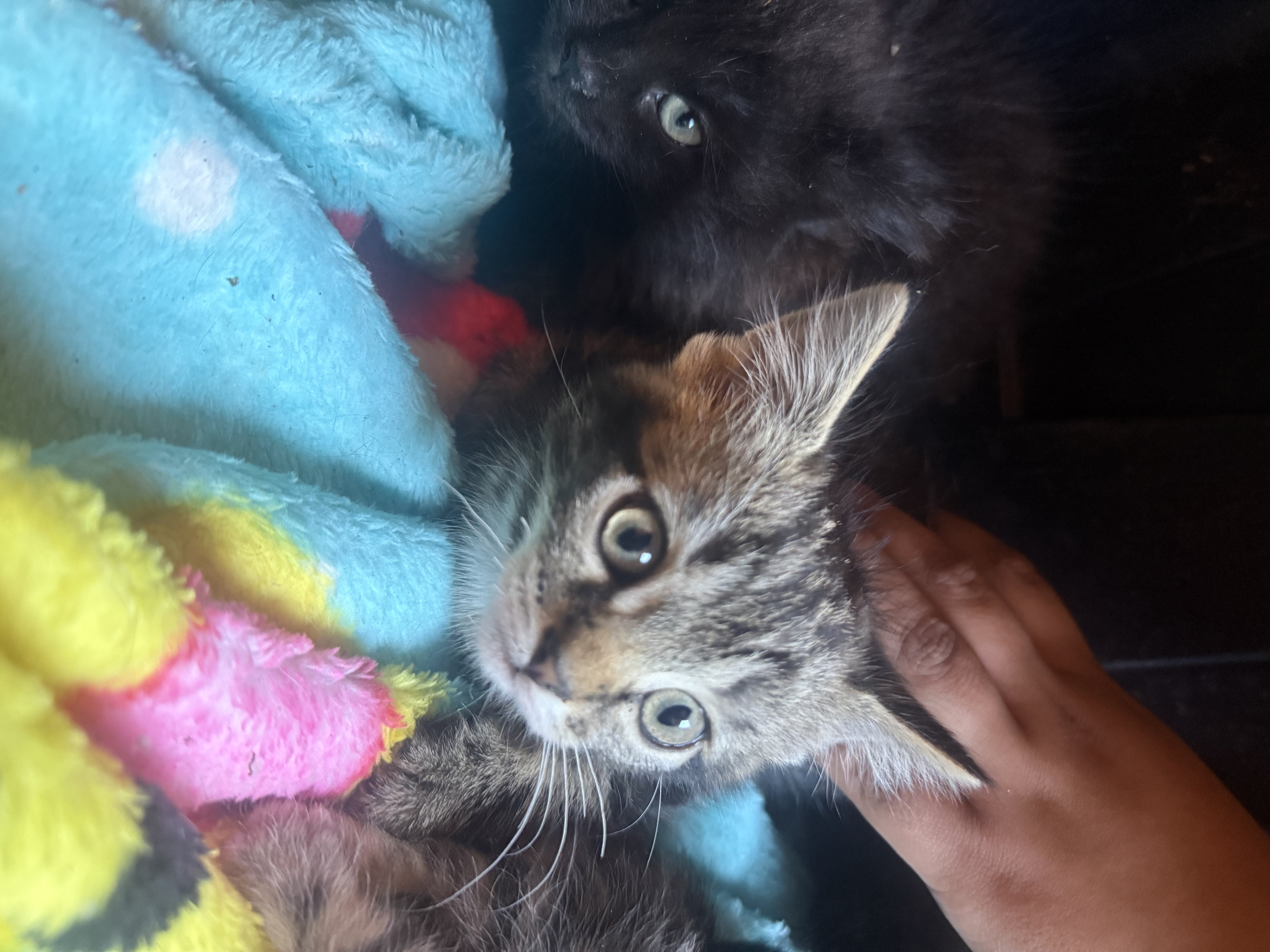 Kittens image 3