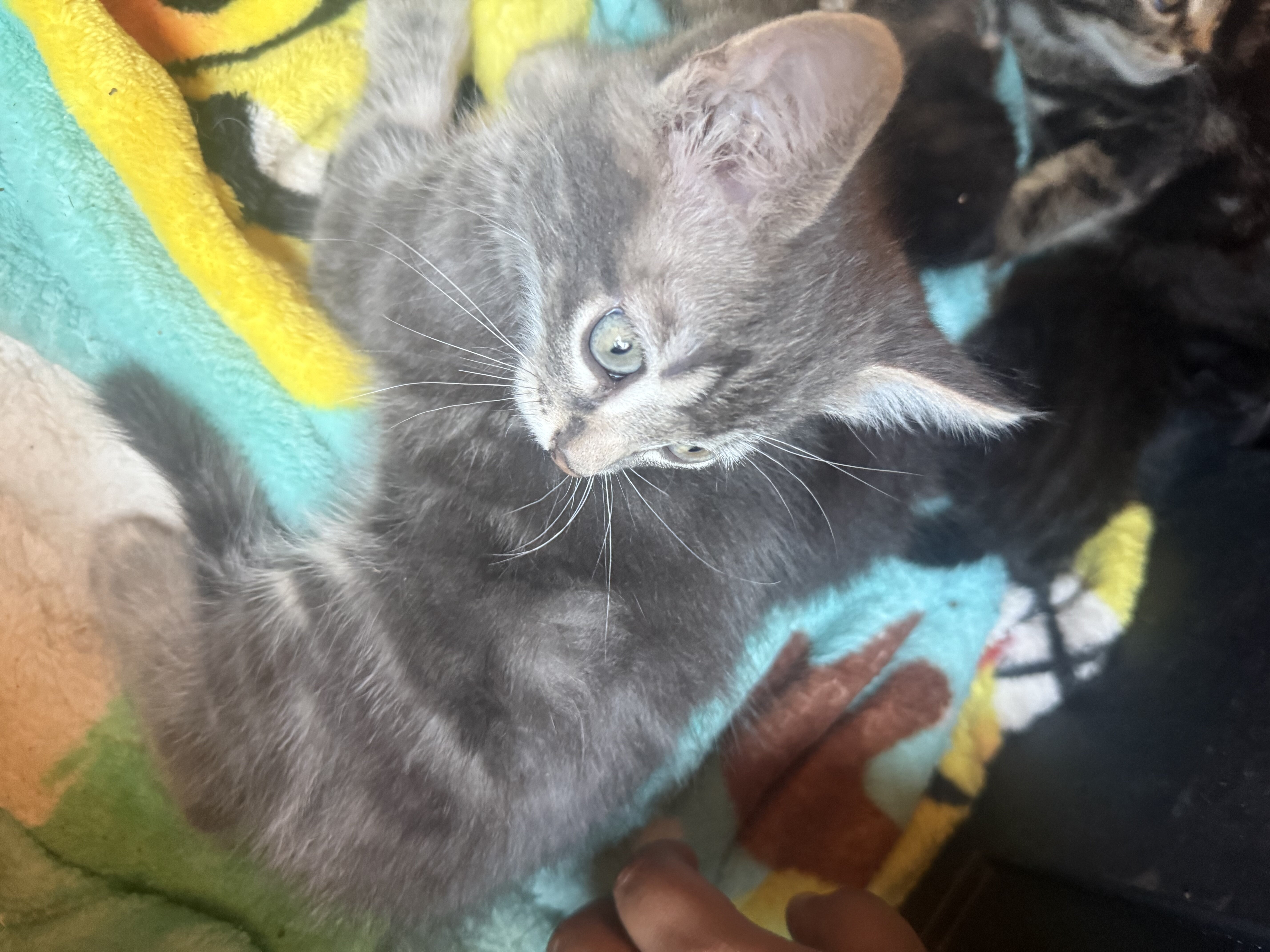 Kittens image 2