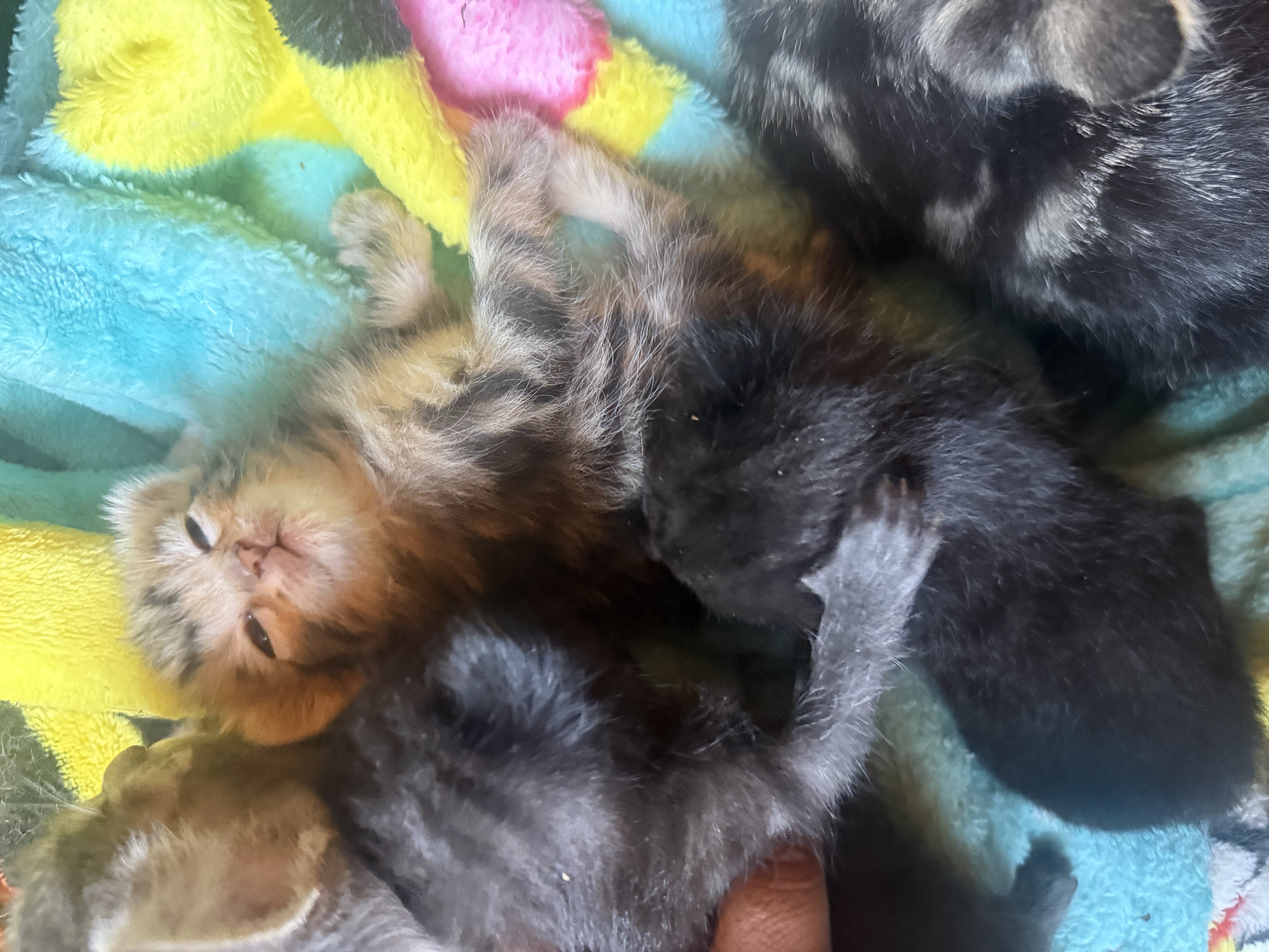 Kittens image 1