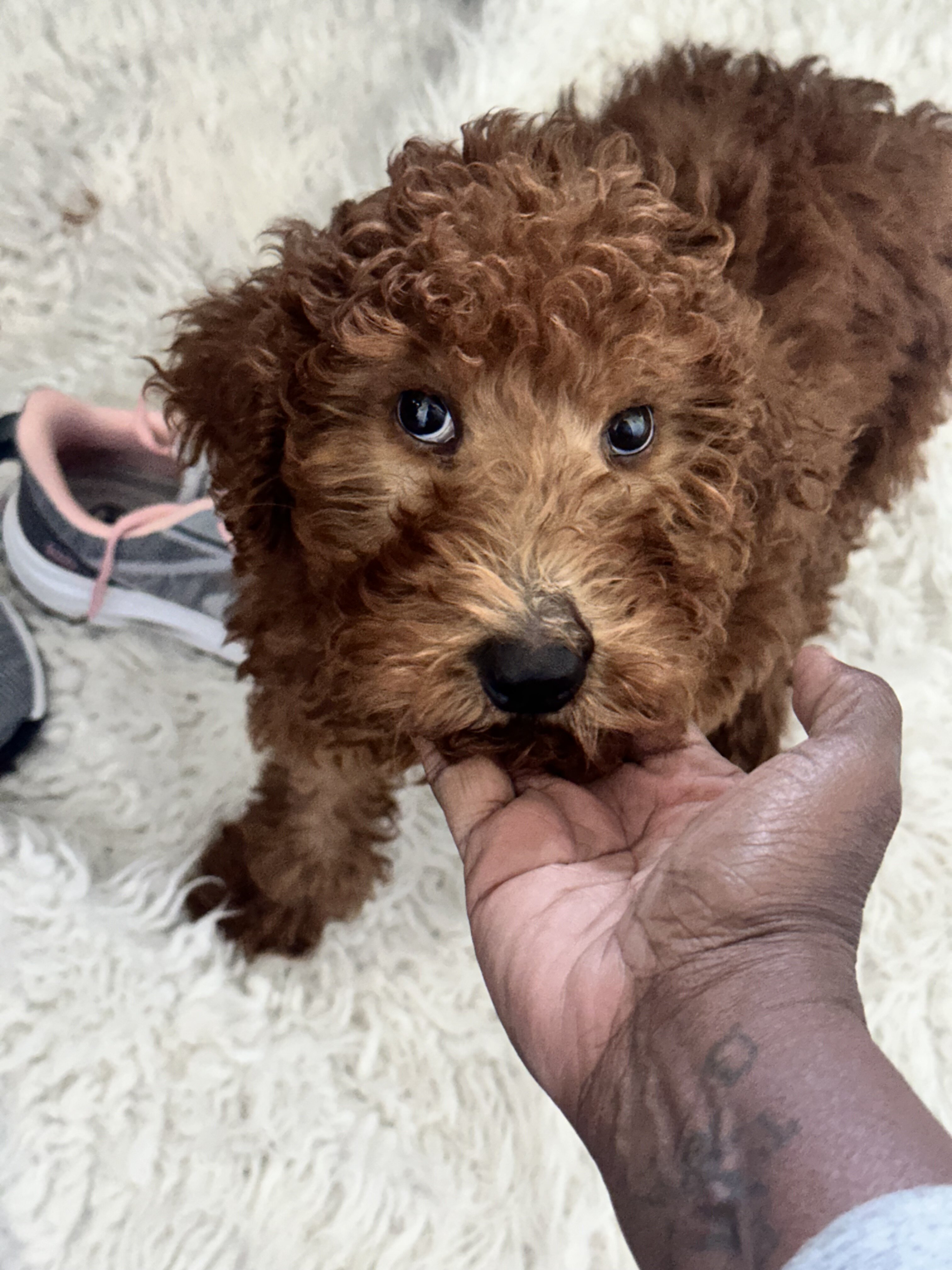 Red Standard Poodle image 1