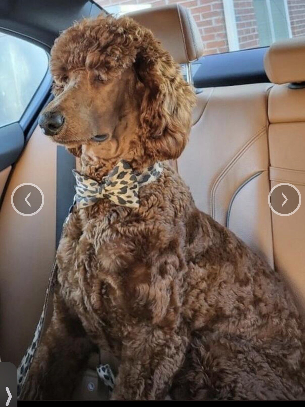 Red Standard Poodle image 5