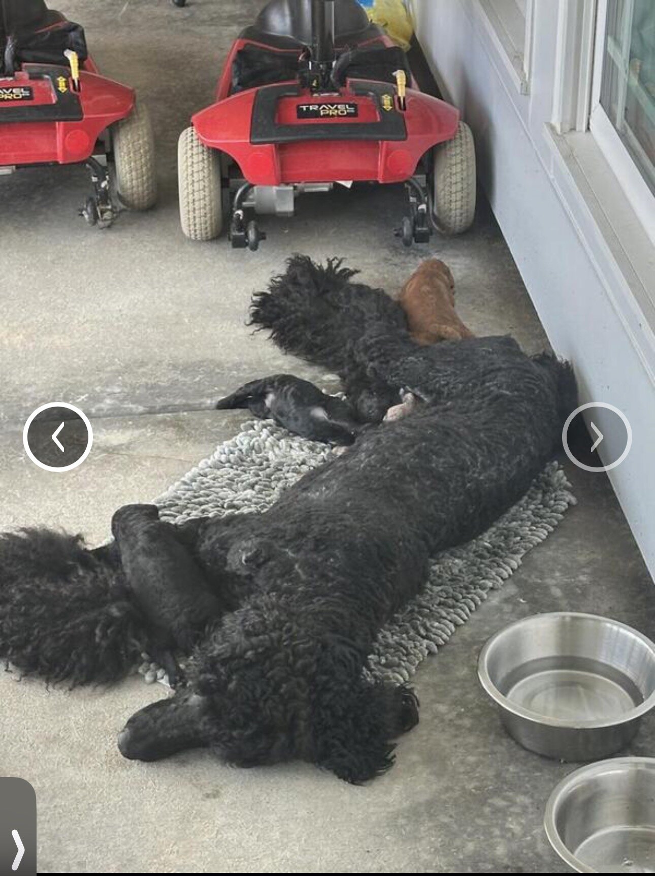 Red Standard Poodle image 6