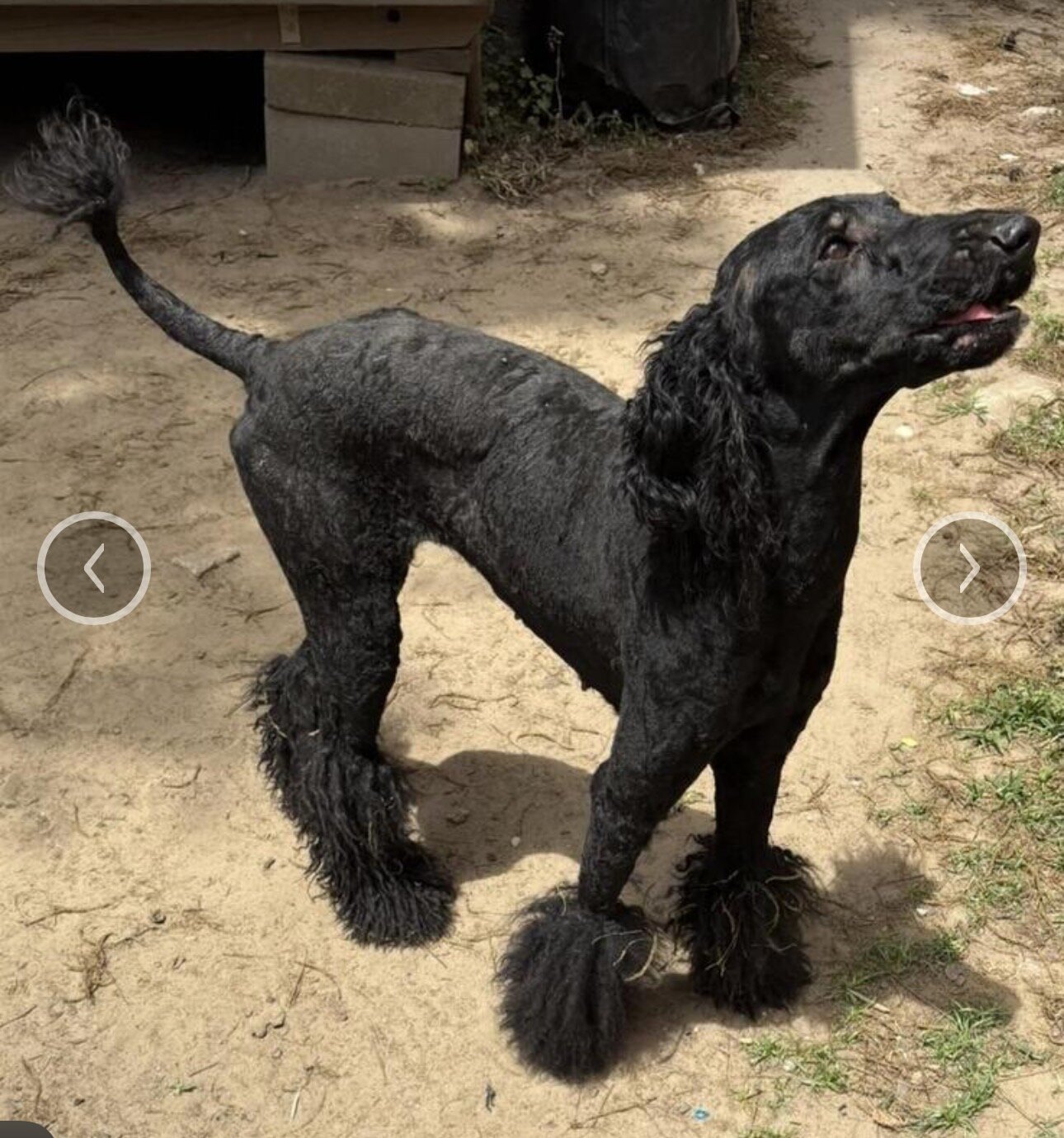 Red Standard Poodle image 4