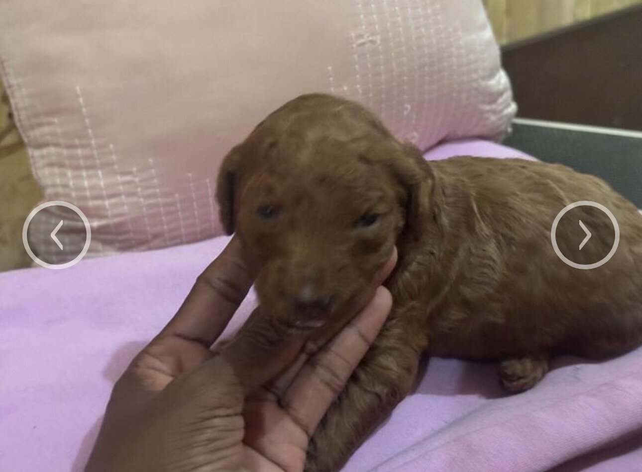 Red Standard Poodle image 2