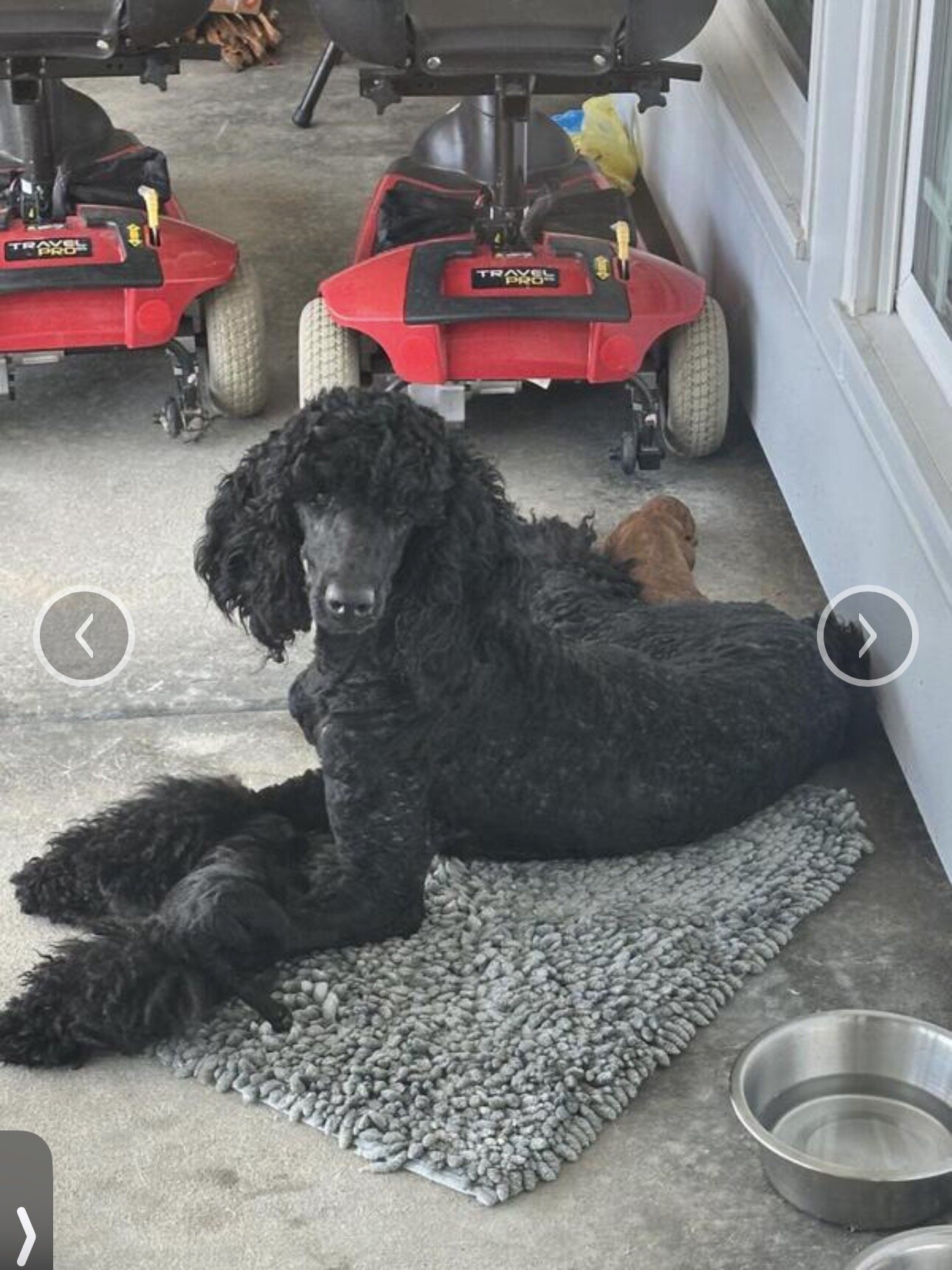 Red Standard Poodle image 3