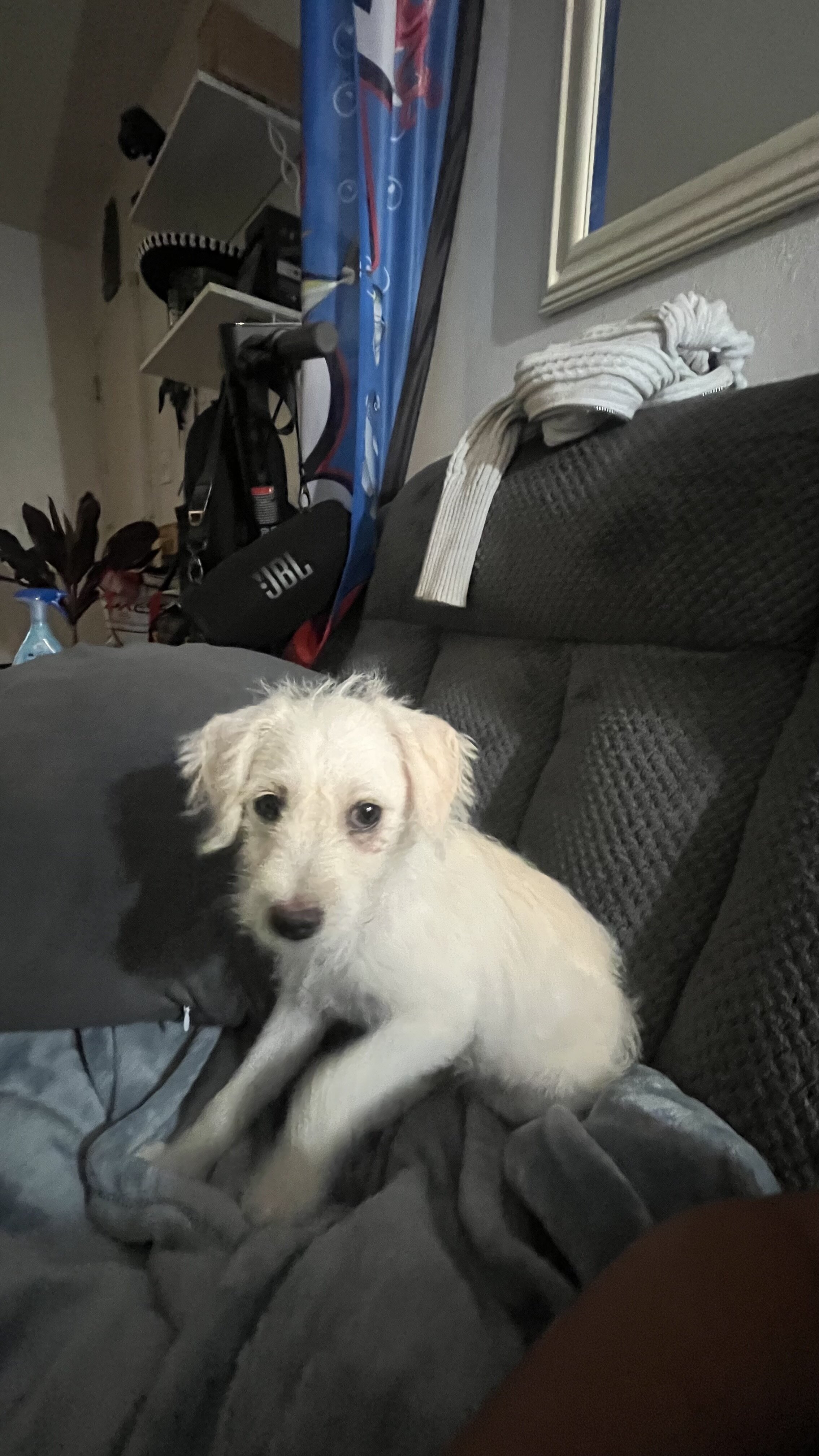 Puppies image 5