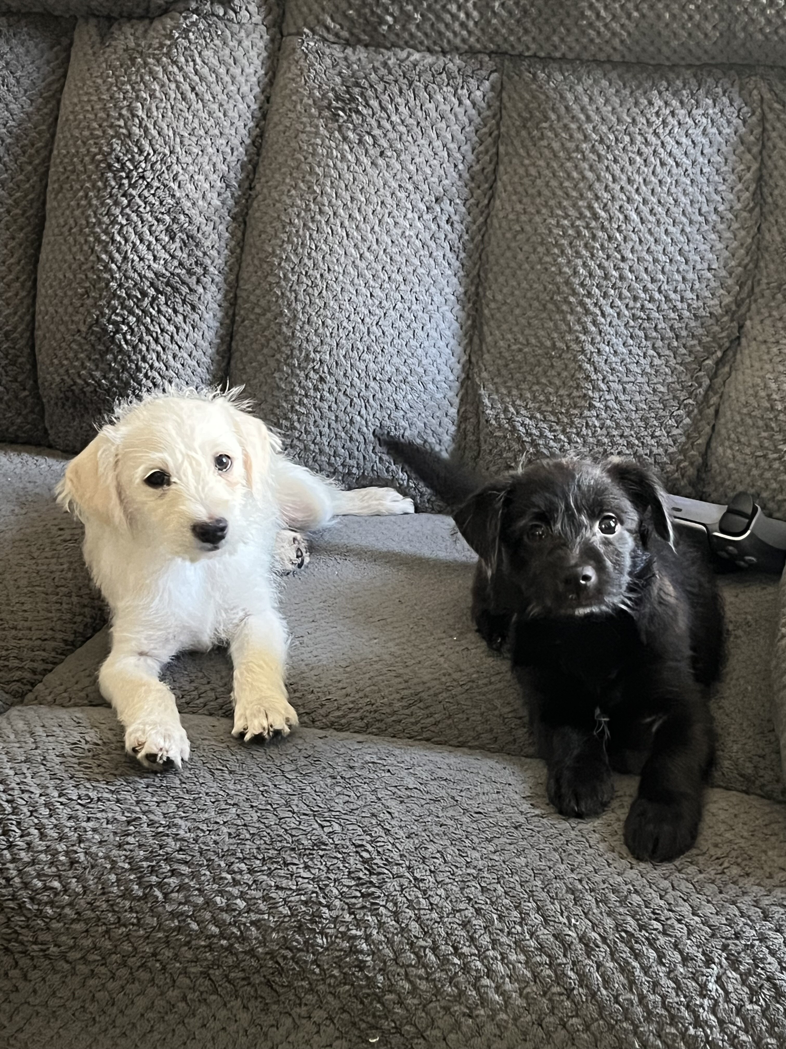 Puppies image 1