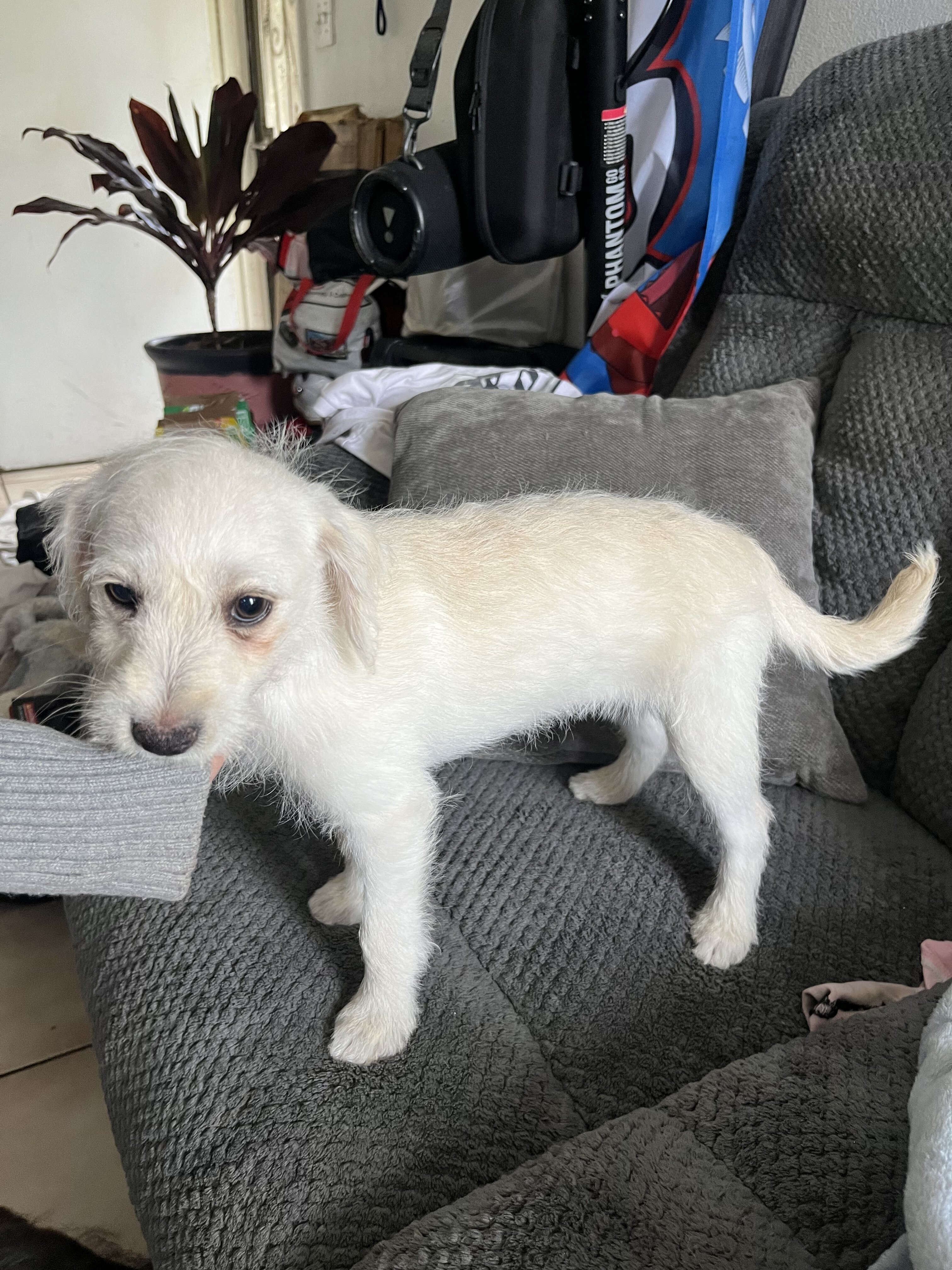 Puppies image 2