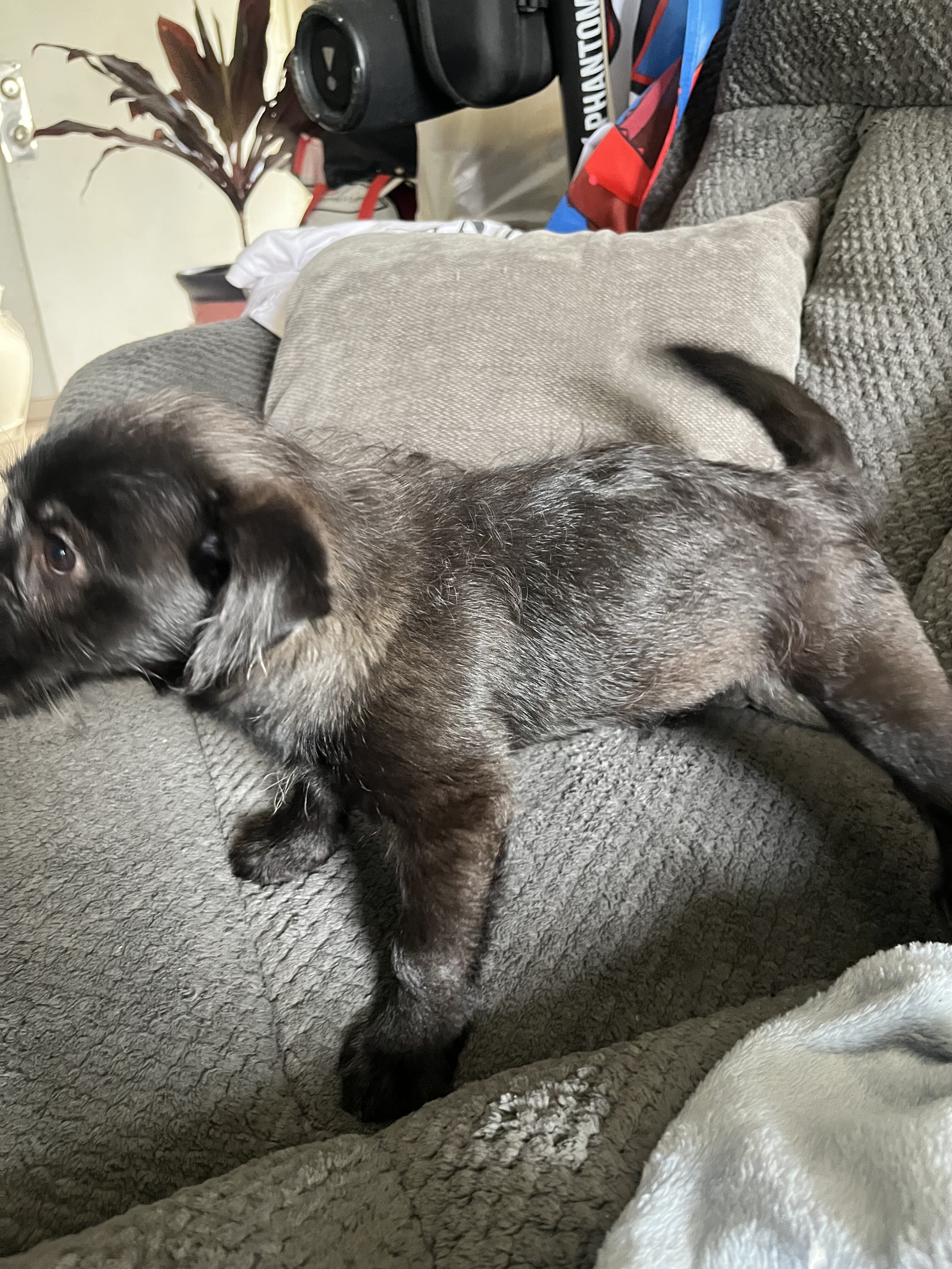 Puppies image 4