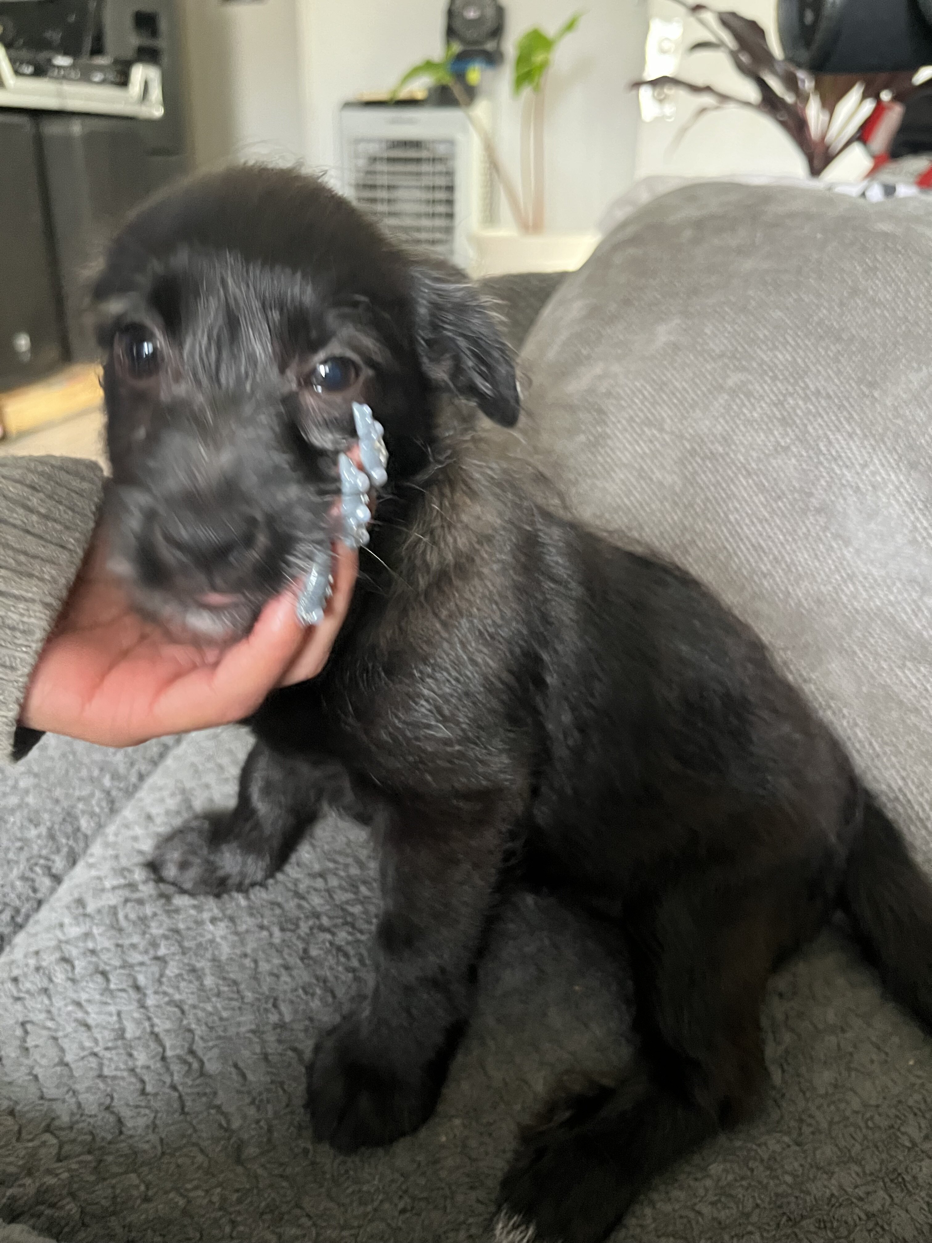 Puppies image 3