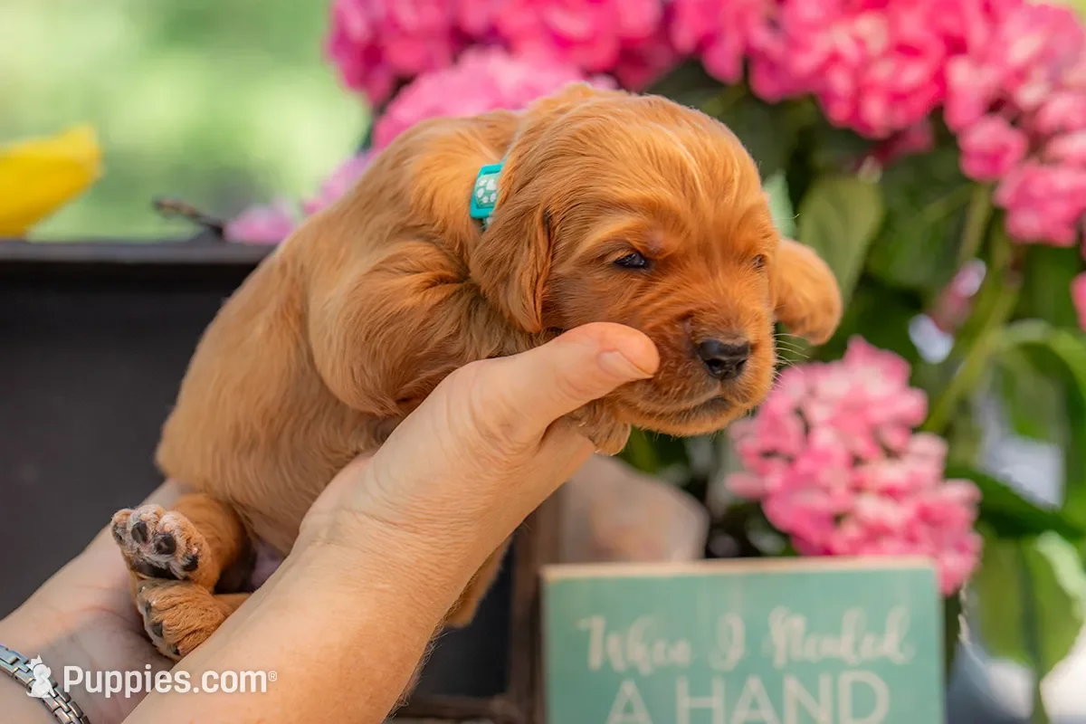 Artie Goldendoodle image 1
