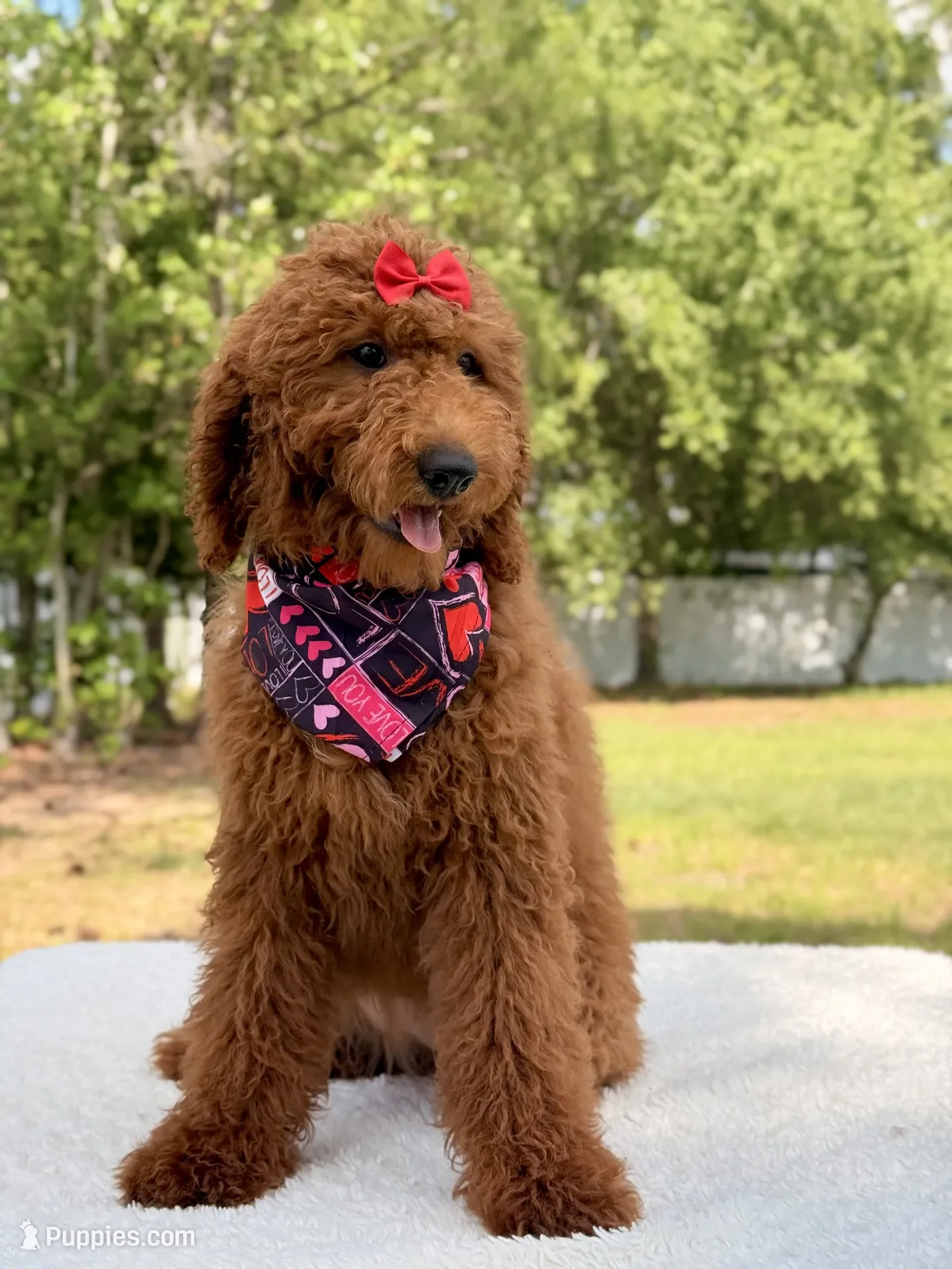Valentina Goldendoodle image 3