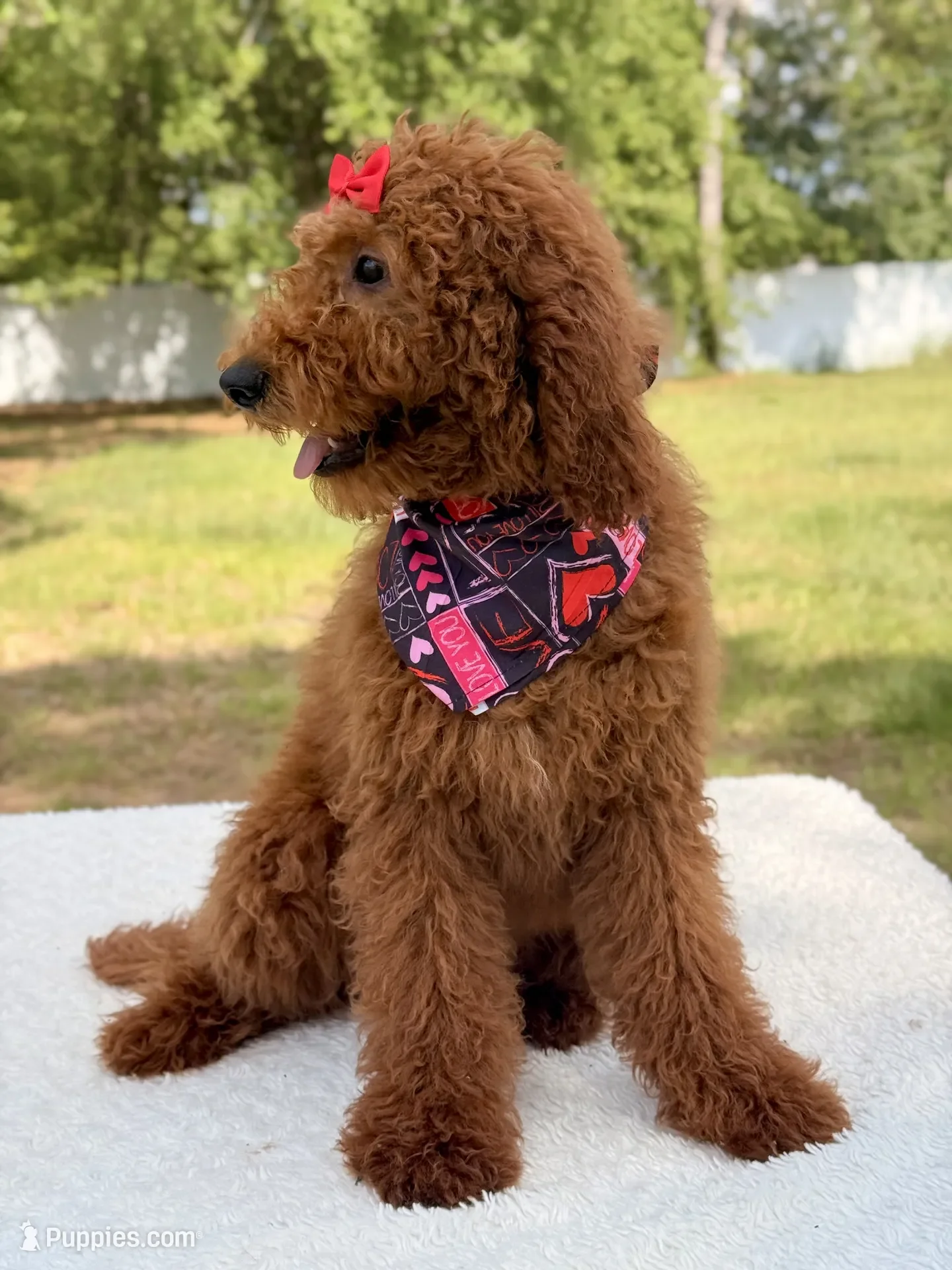 Valentina Goldendoodle image 2